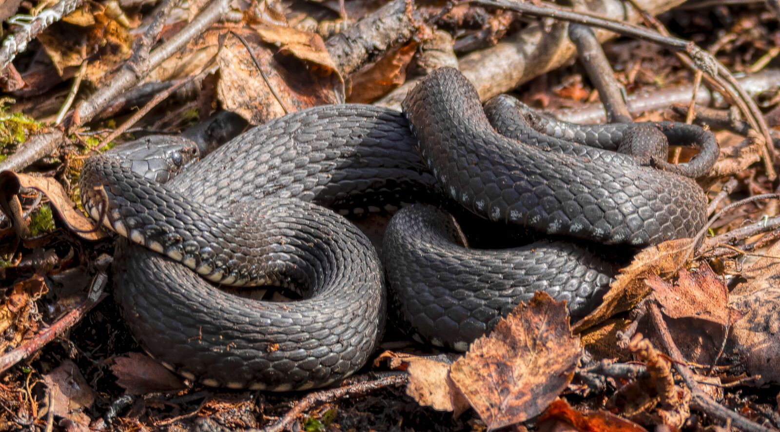 Nikon D7200 sample photo. Snake, nature, reptile photography