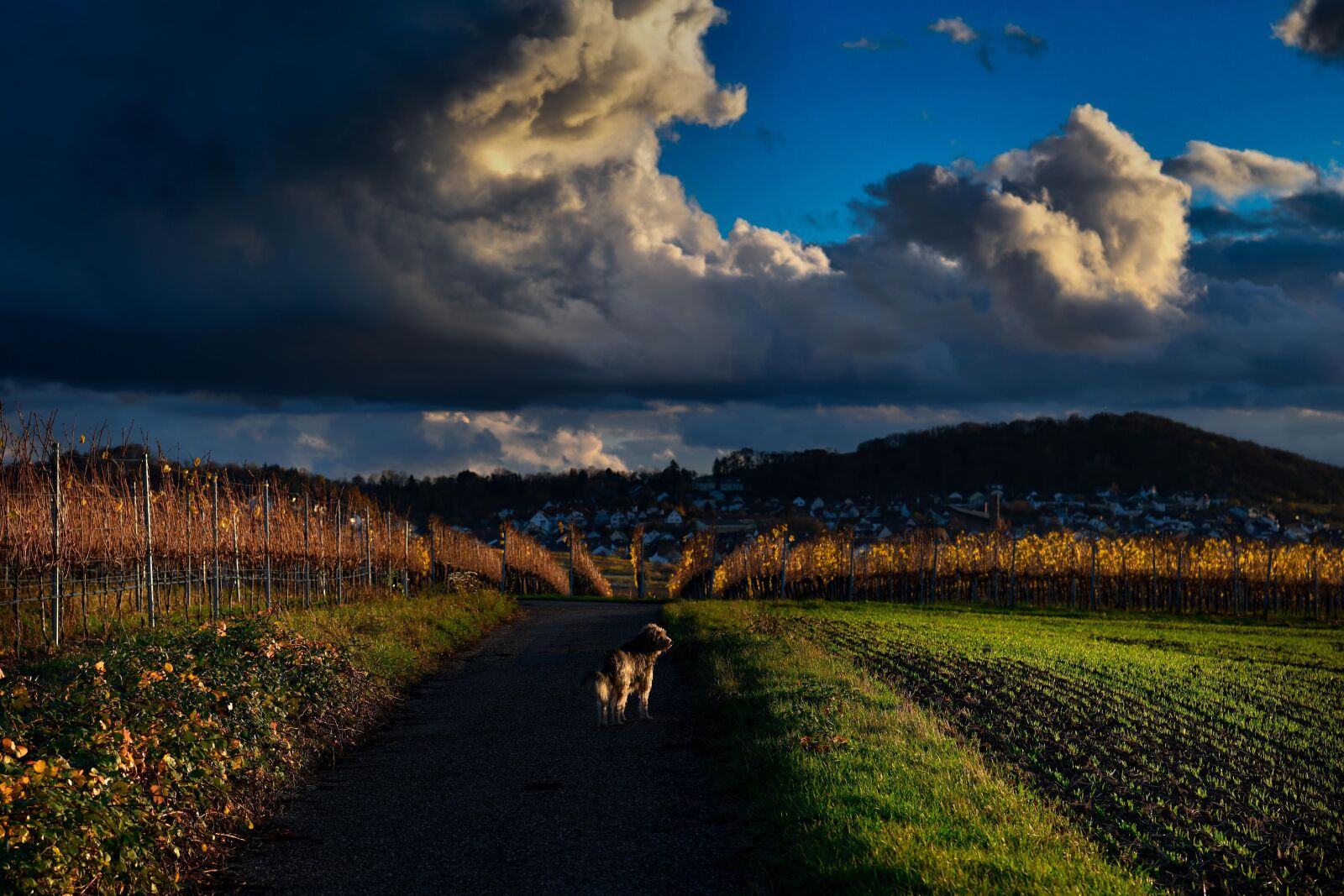 Nikon D850 sample photo. Landscape, nature, lighting photography