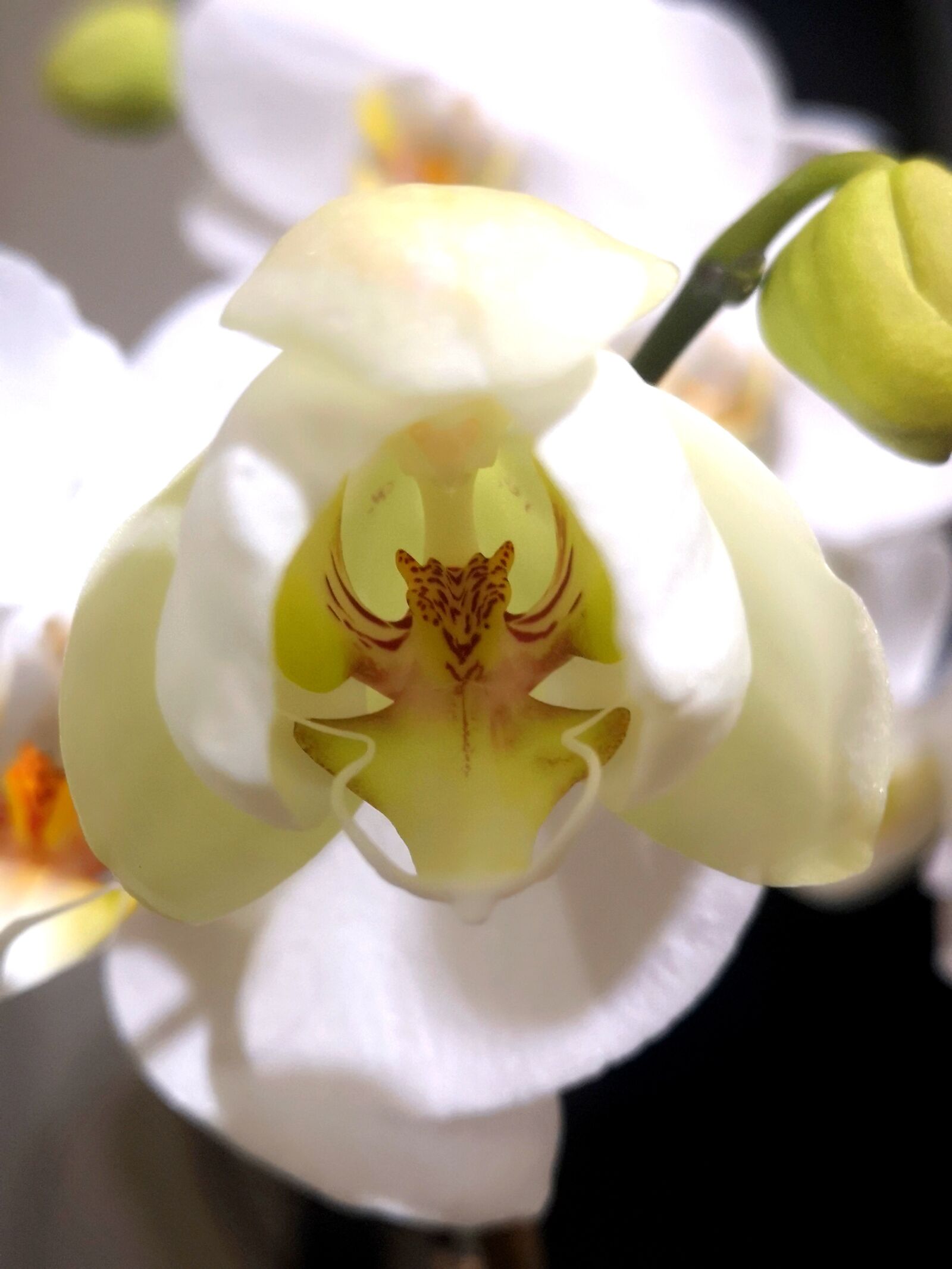 HUAWEI CLT-L29 sample photo. Orchid, flowers, wight photography