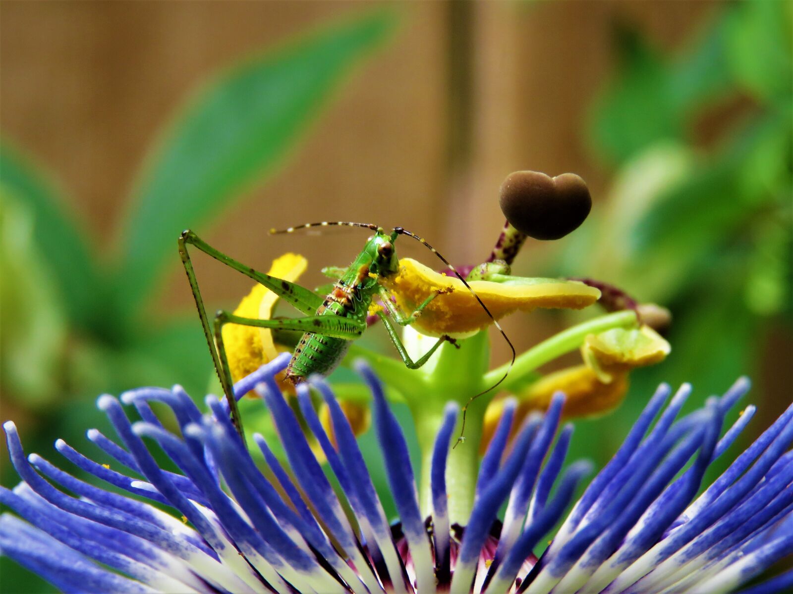 Canon PowerShot SX60 HS sample photo. Insect, grasshopper, feeding photography