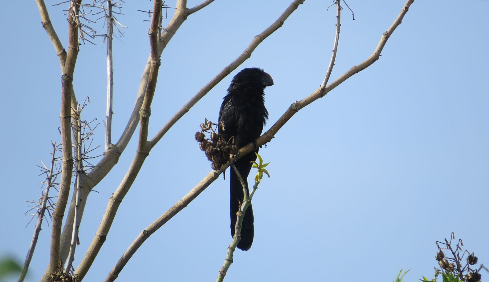 Canon PowerShot SX50 HS sample photo. Garrapatero, haystack, fauna photography