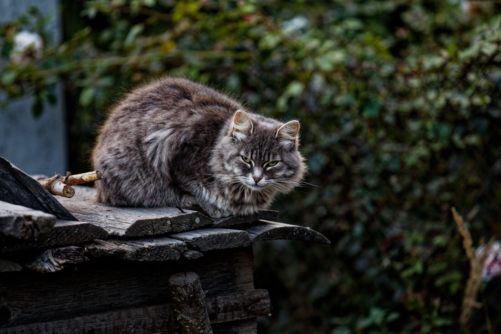 Canon EOS 5D Mark IV sample photo