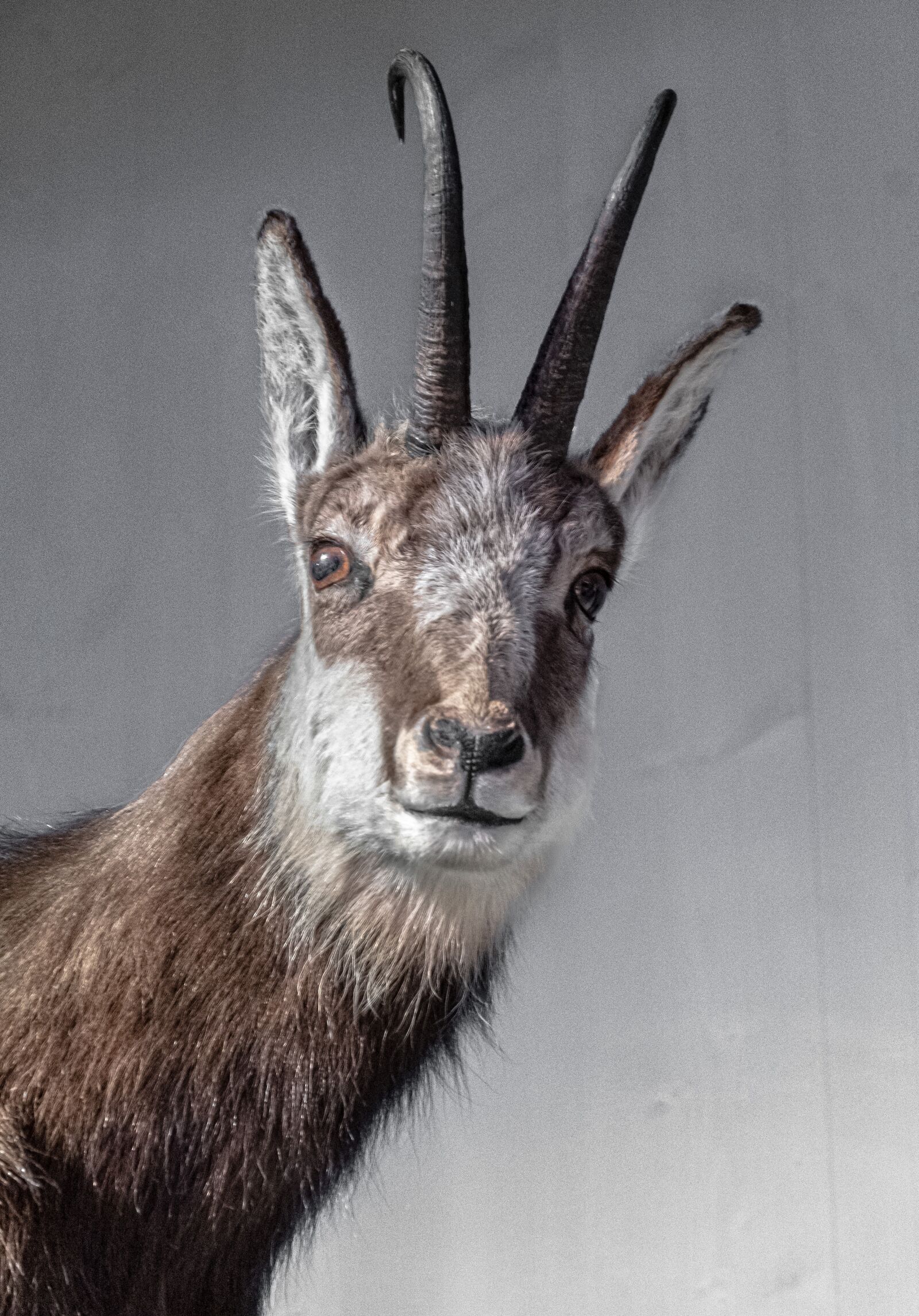 Nikon D500 sample photo. Animal, national park, alpine photography