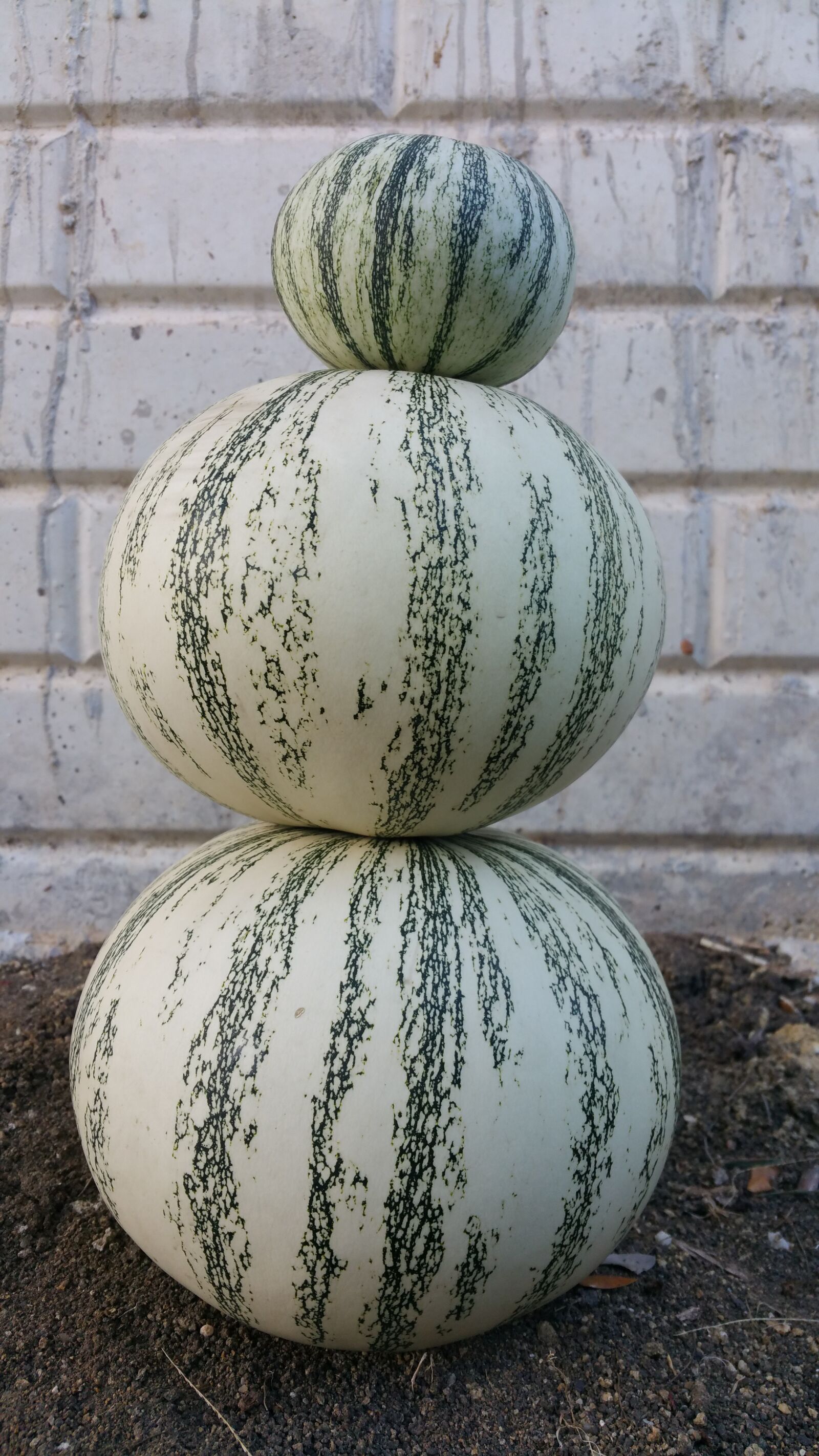 Samsung Galaxy Note4 sample photo. Squash, pumpkin, round photography