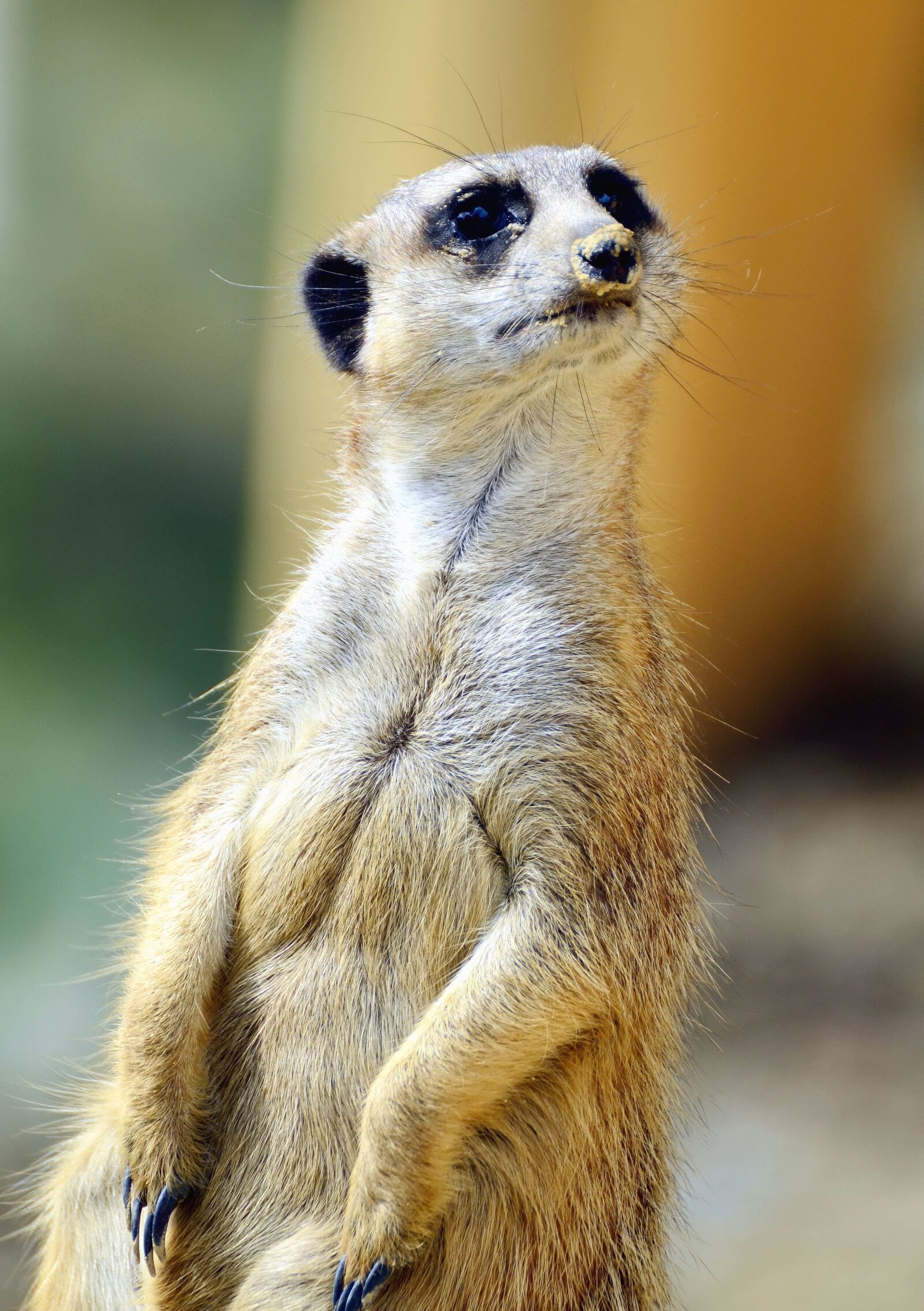Nikon D5100 sample photo. Fur, animal, wild animals photography