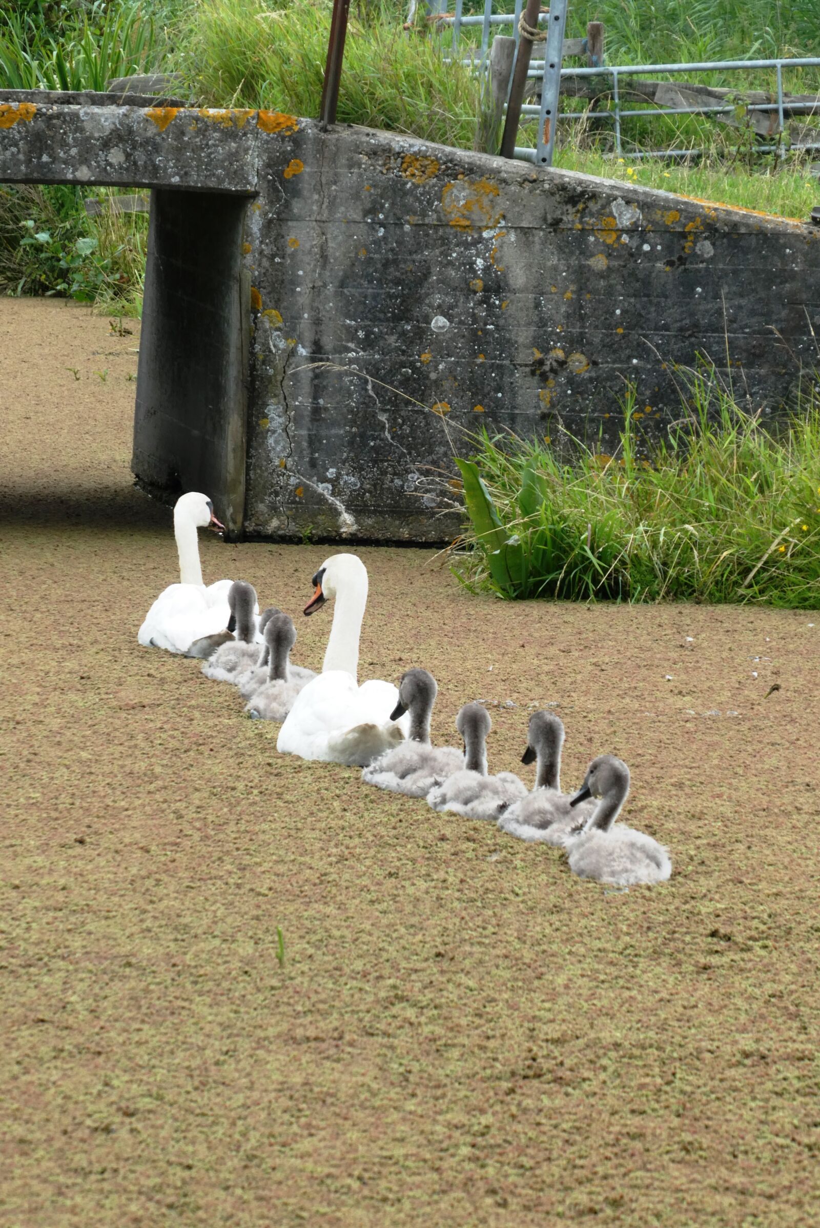 Panasonic Lumix DC-ZS70 (Lumix DC-TZ90) sample photo. Swans, young swans, parental photography