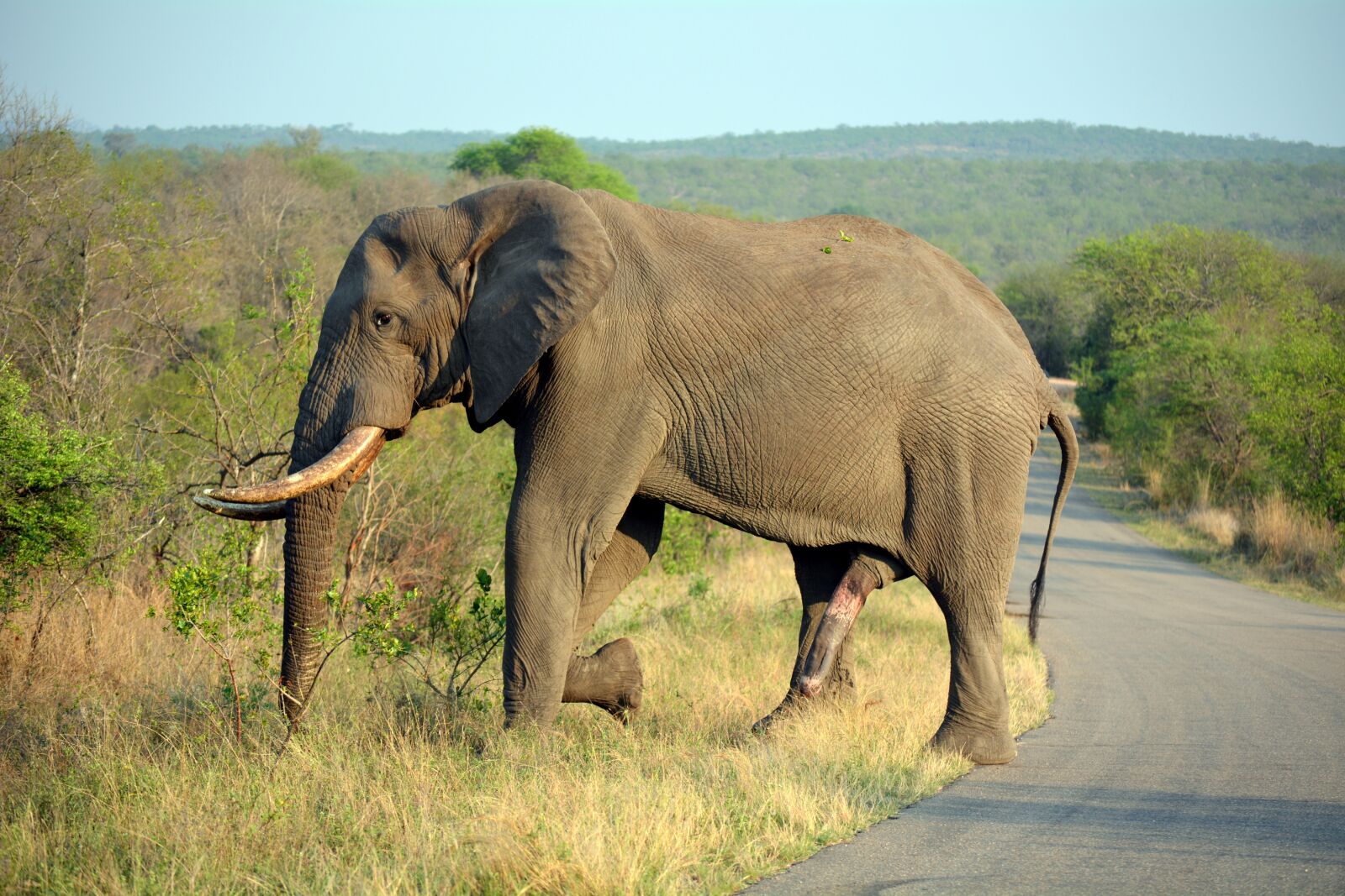 Nikon D5200 sample photo. Elephant, kruger park, south photography