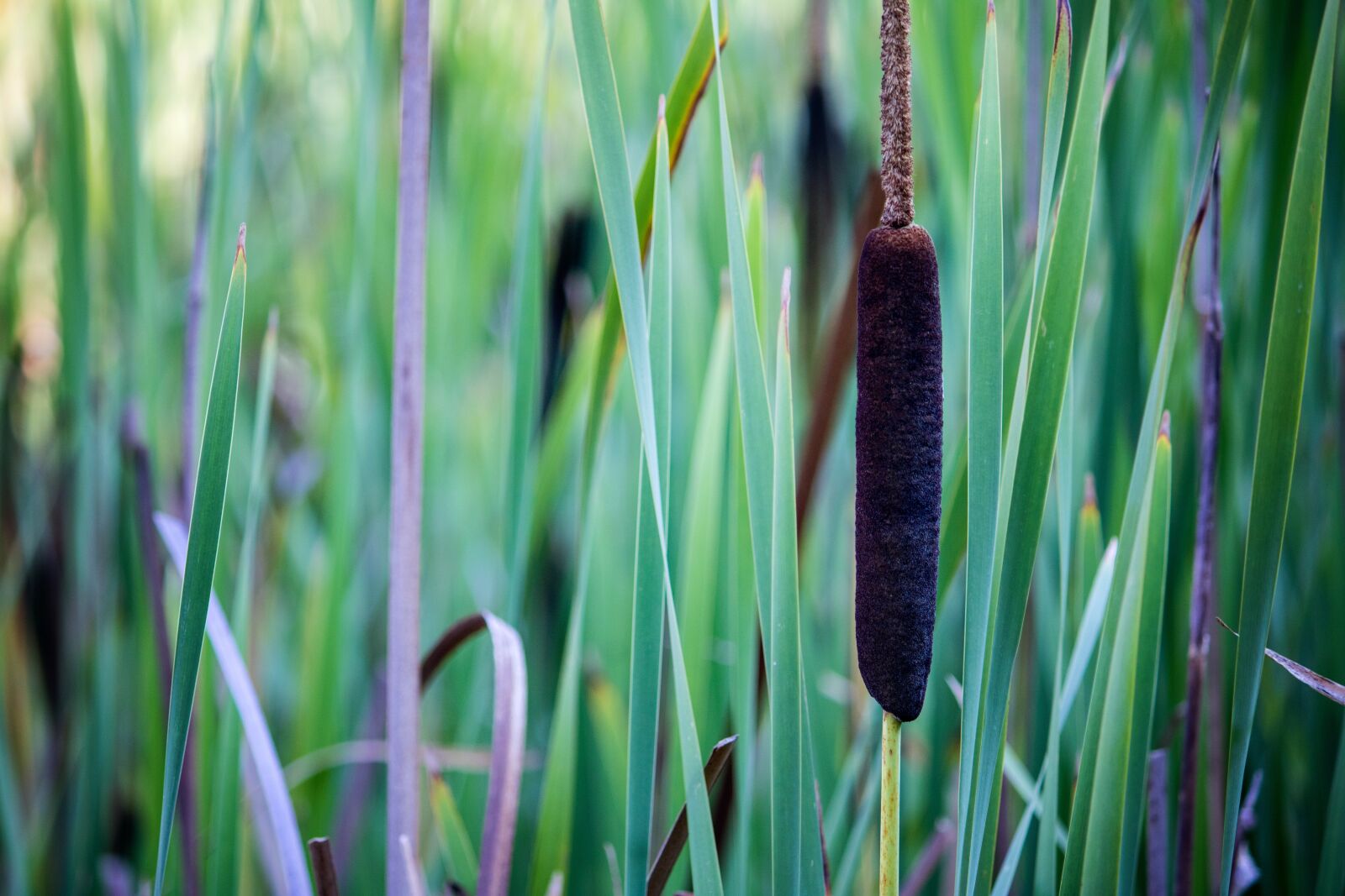 Canon EF-S 55-250mm F4-5.6 IS II sample photo. Cattail, reed, pond photography