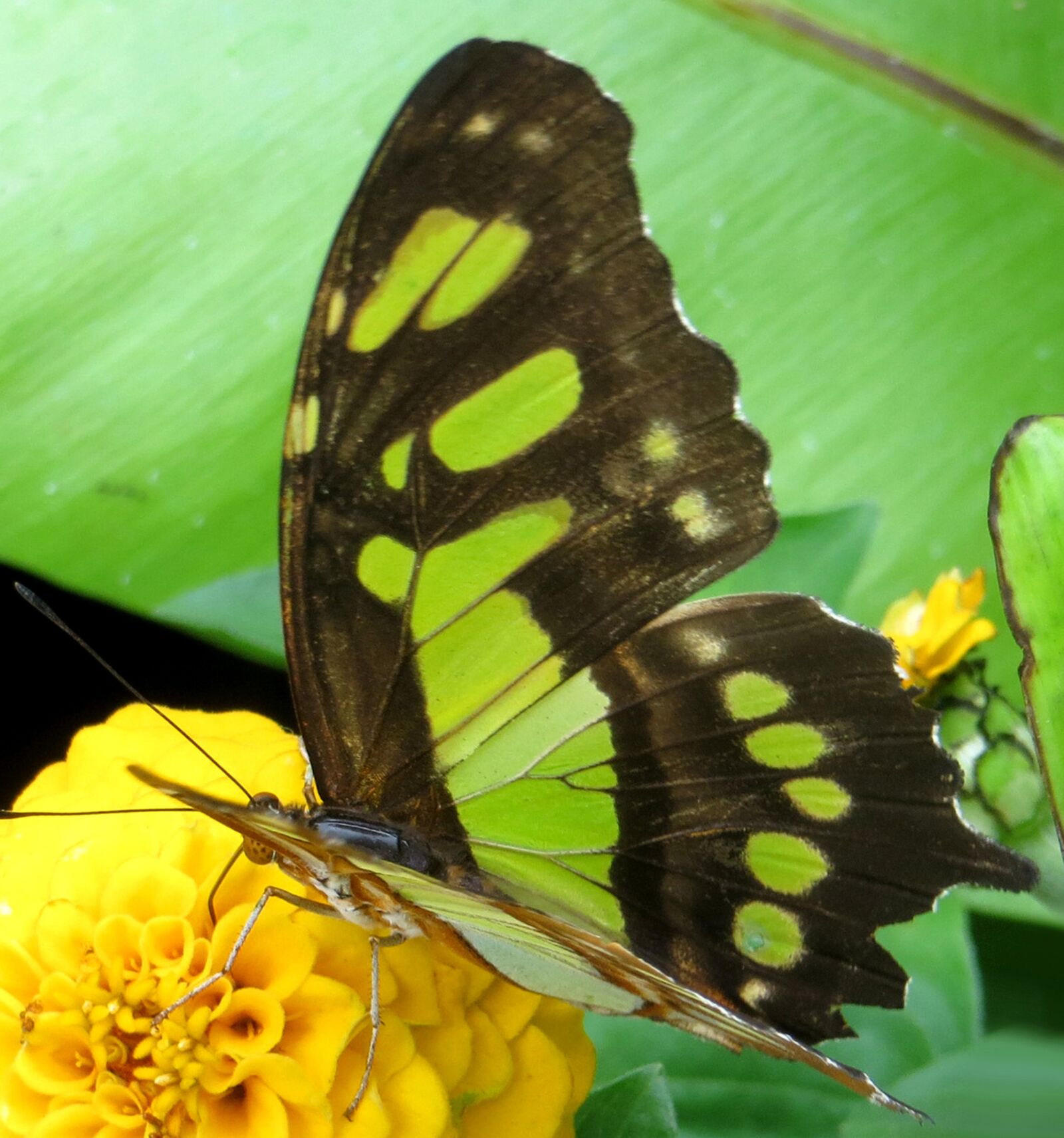 Canon PowerShot SX260 HS sample photo. Butterfly, green, tropical photography