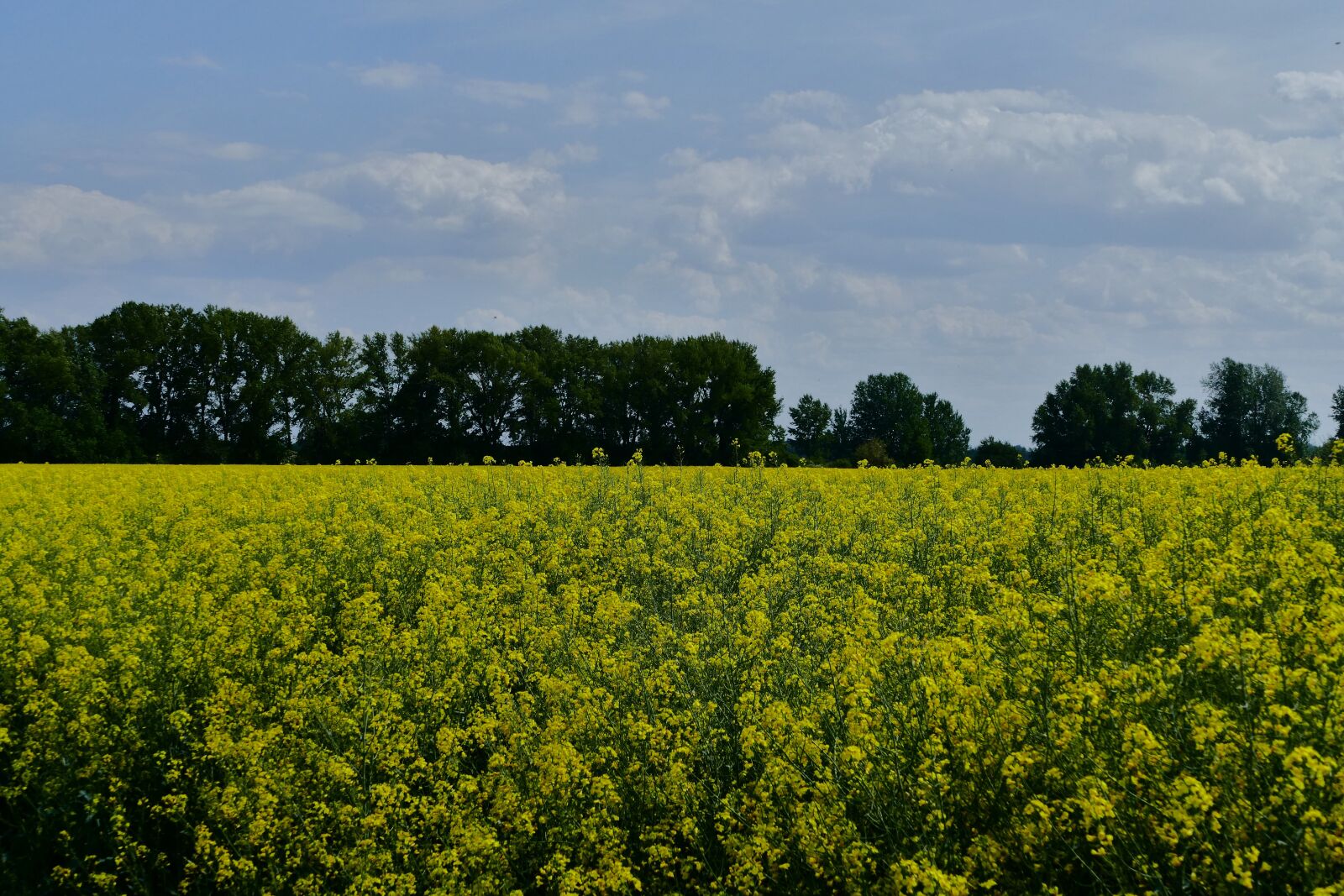 Panasonic Lumix DMC-FZ1000 sample photo. Colza, rape, cultivation photography