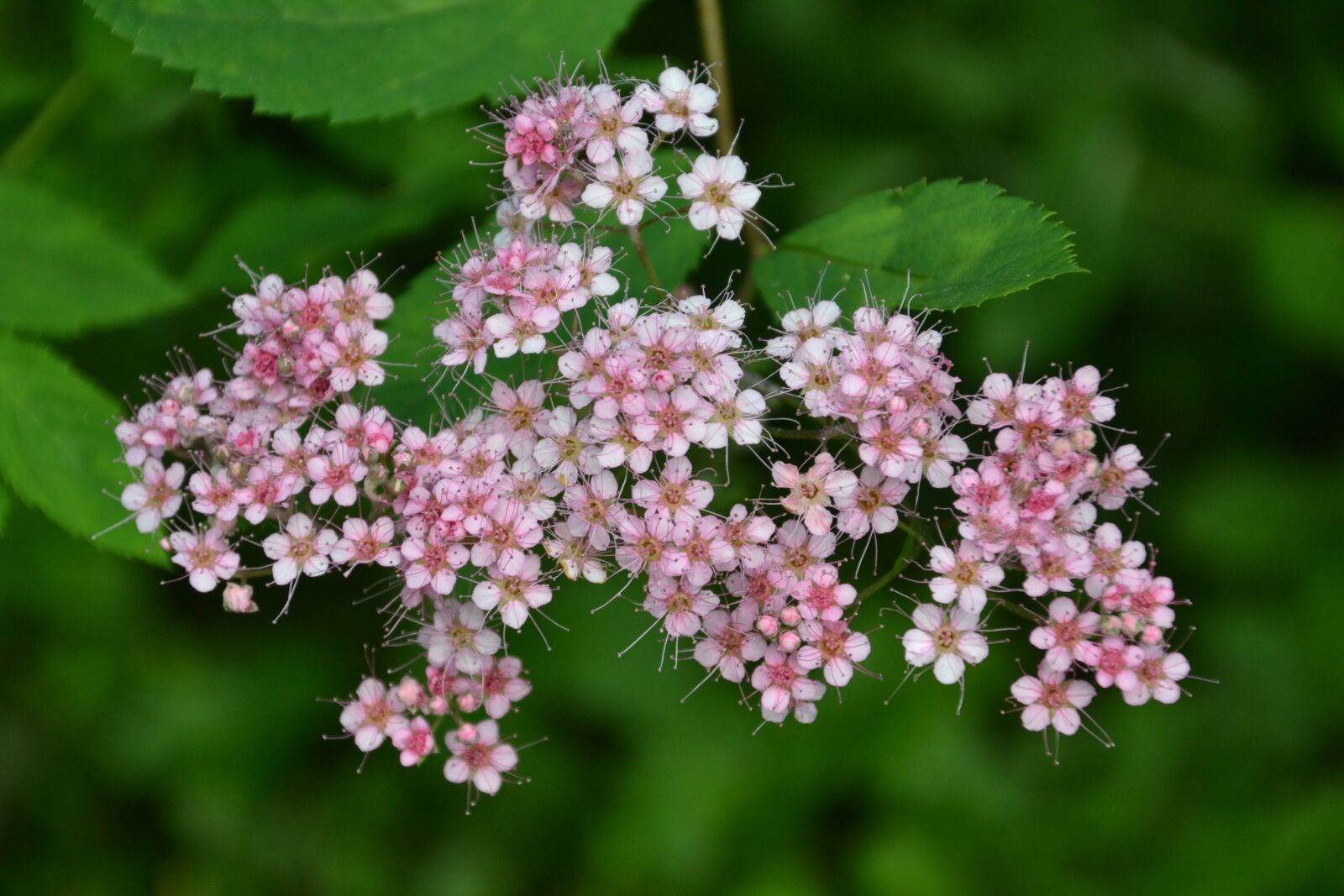 Nikon D3100 sample photo. Bush, blossom, bloom photography
