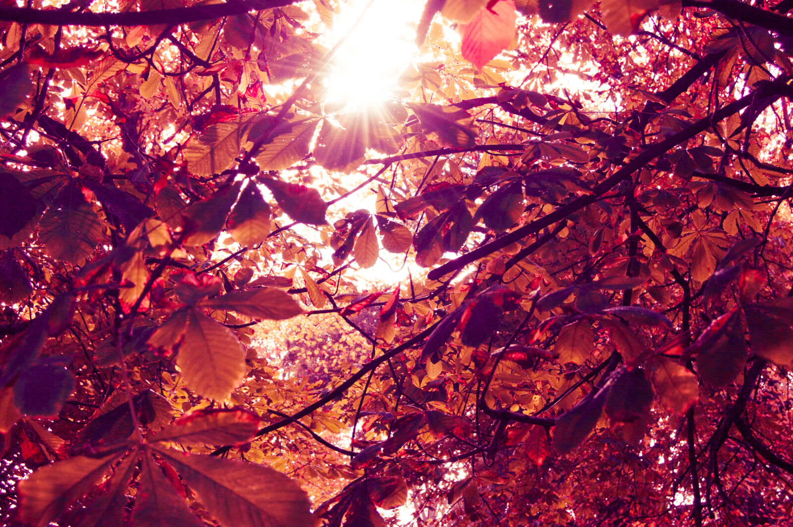 Nikon D3200 sample photo. Autumn, color, colour, colourful photography