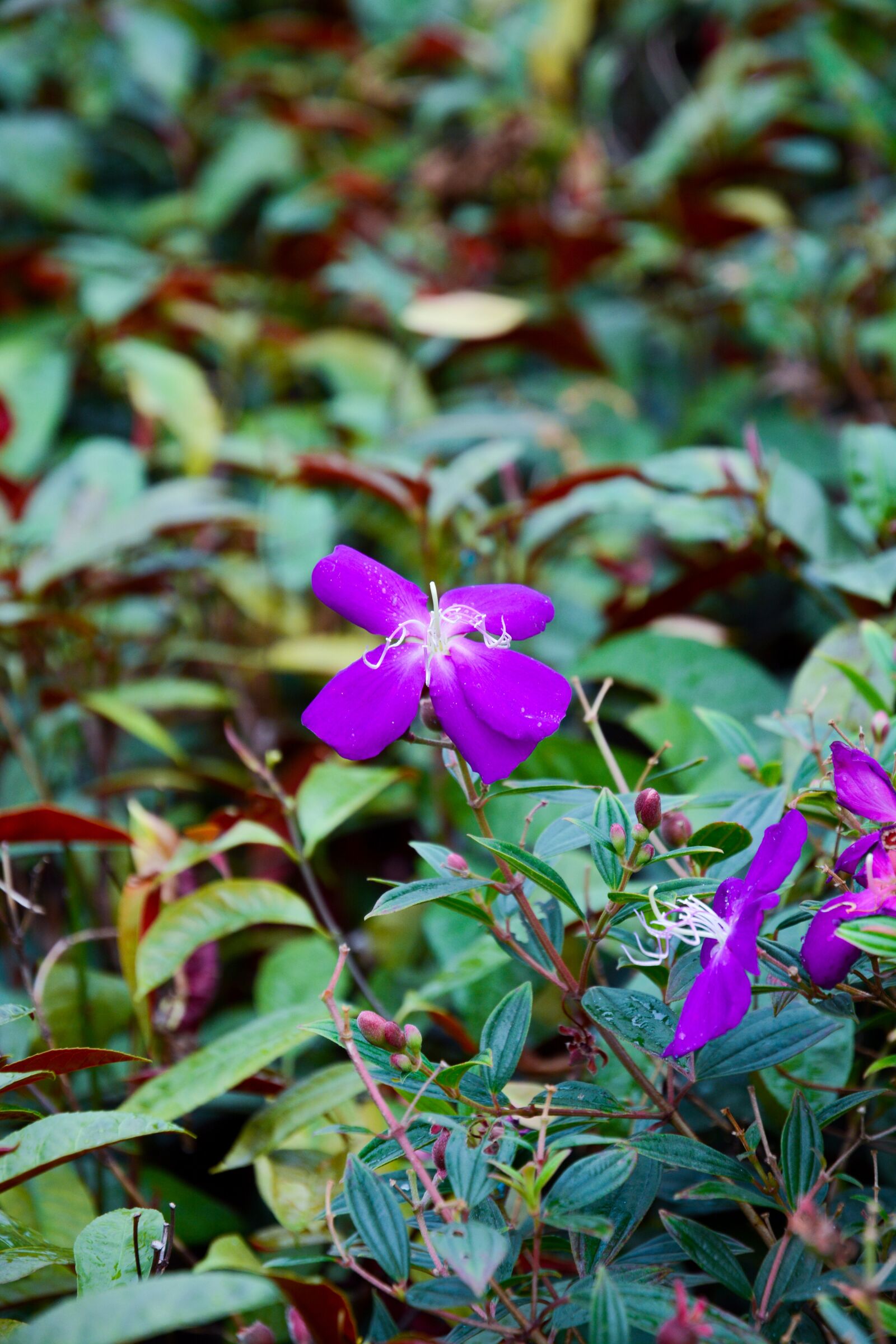 Nikon D7100 sample photo. Flower, spring, summer photography