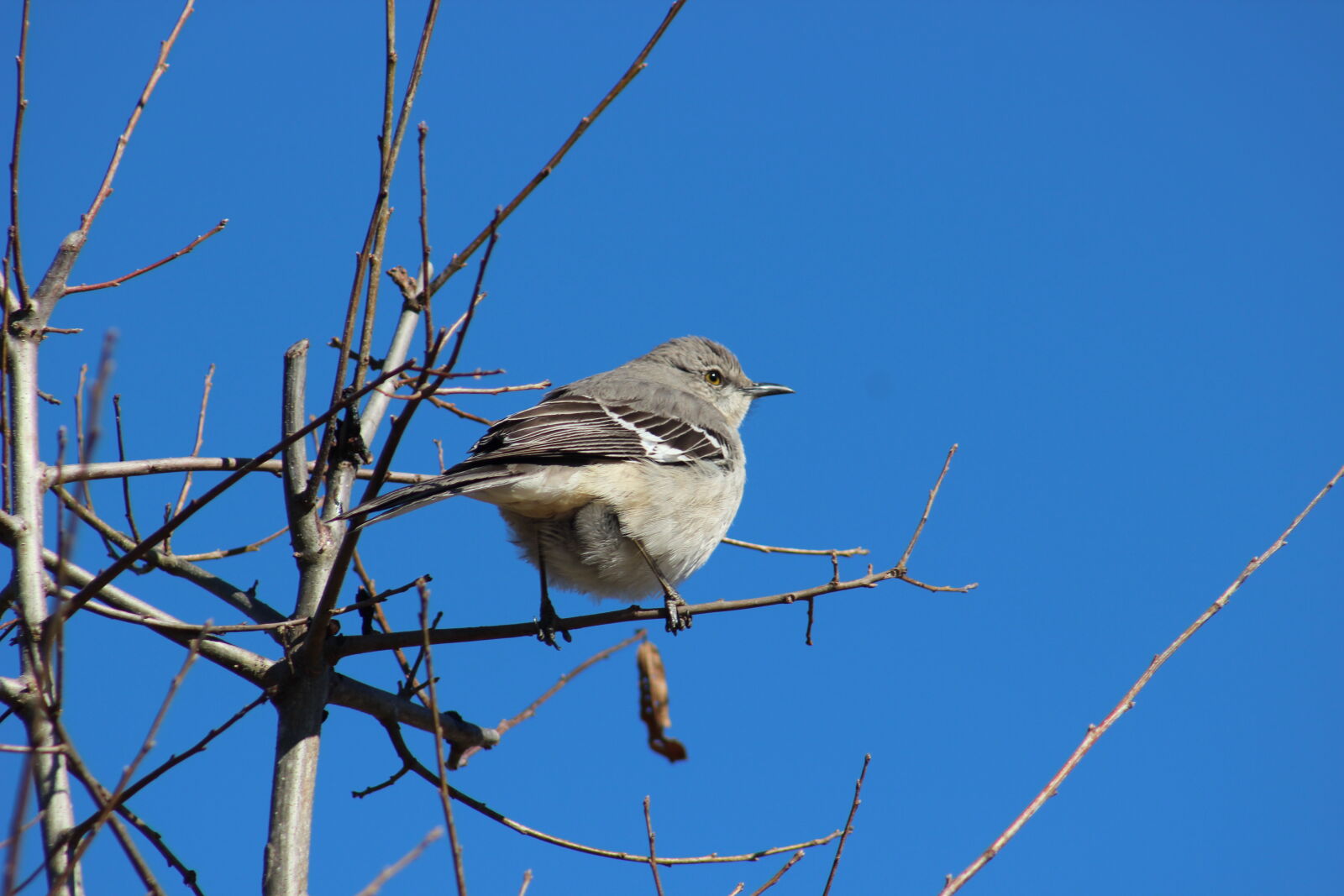 Canon EF 75-300mm f/4-5.6 USM sample photo