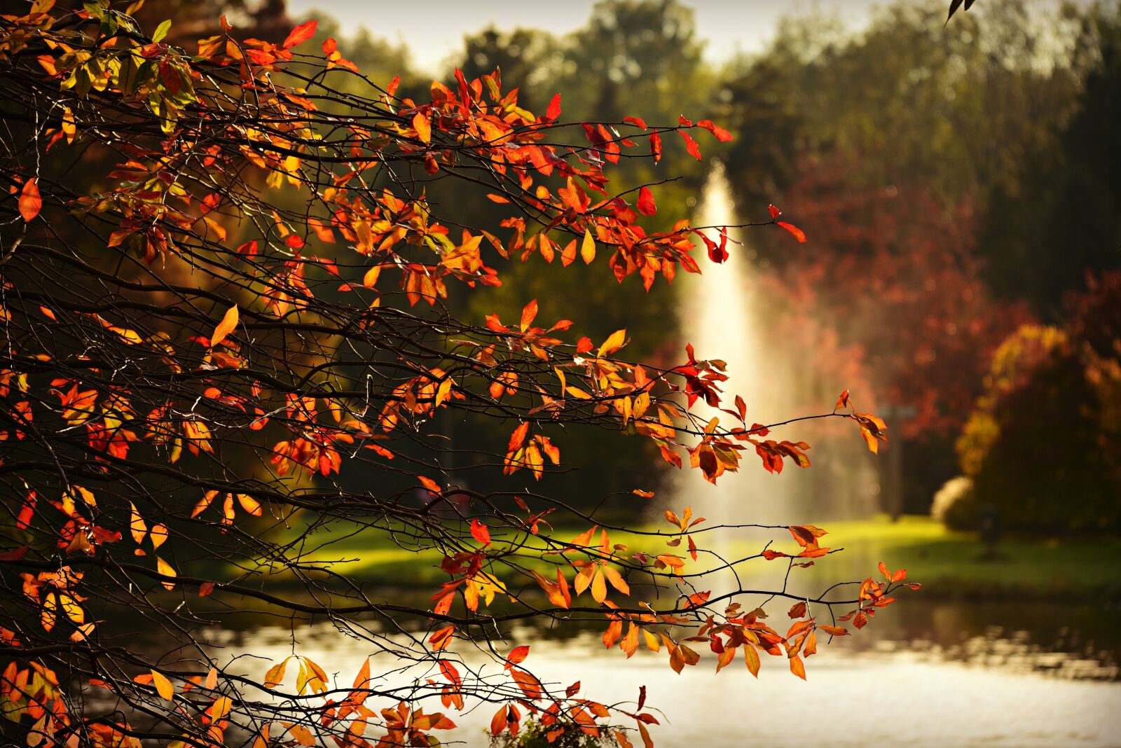 Nikon D750 sample photo. Fountain, pond, park photography