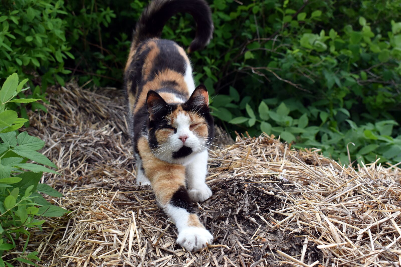 Nikon D5600 sample photo. Cat, stretch, pet photography