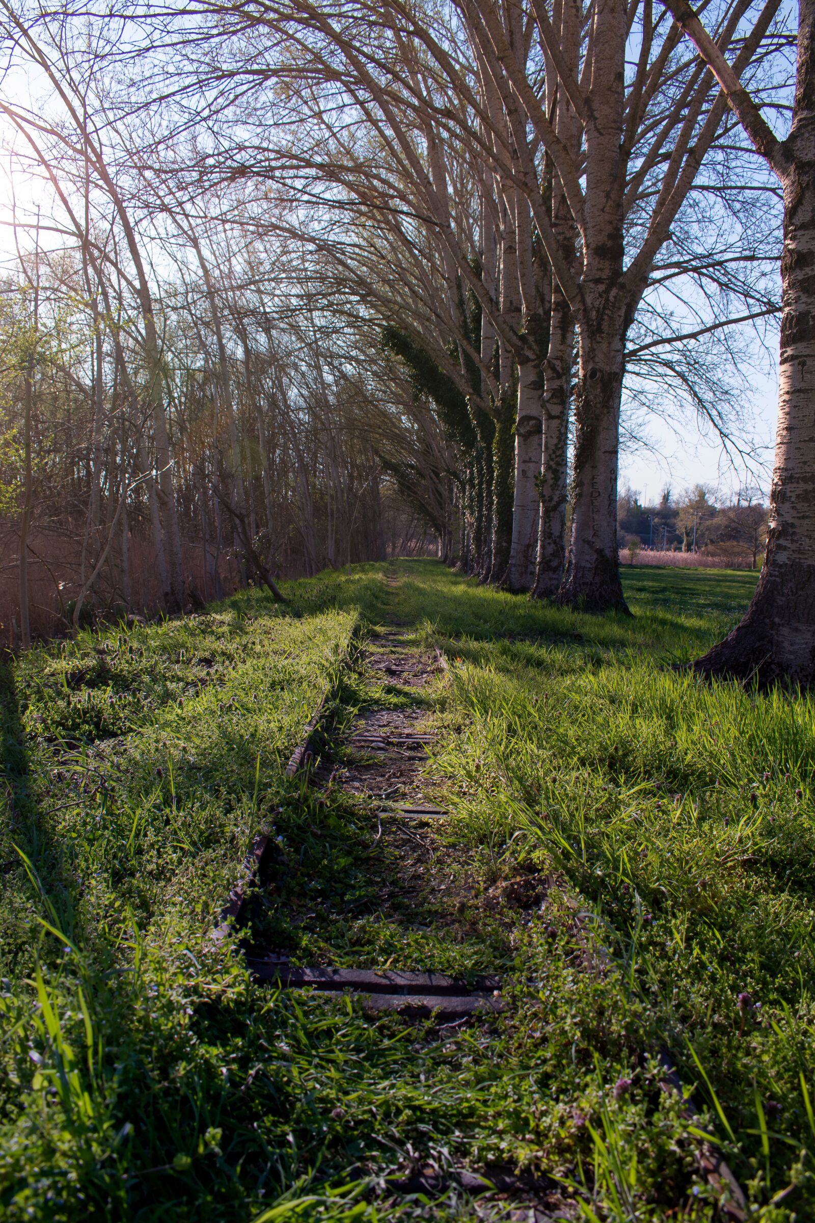 Nikon D3500 sample photo. Trees, train, mood photography