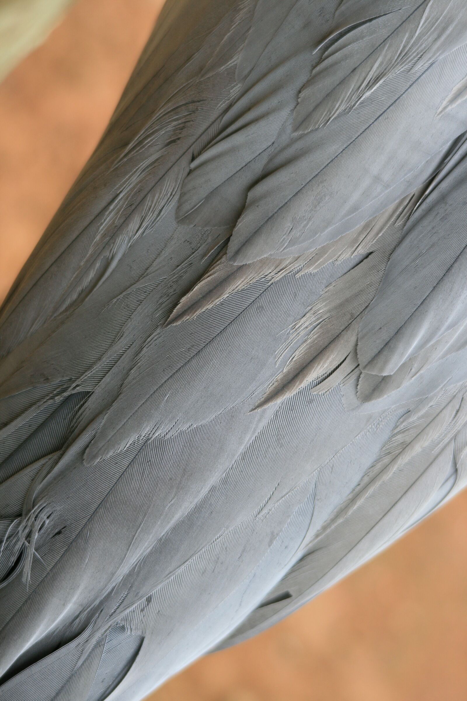 Canon EOS 400D (EOS Digital Rebel XTi / EOS Kiss Digital X) sample photo. Blue crane, plumage, blue-grey photography
