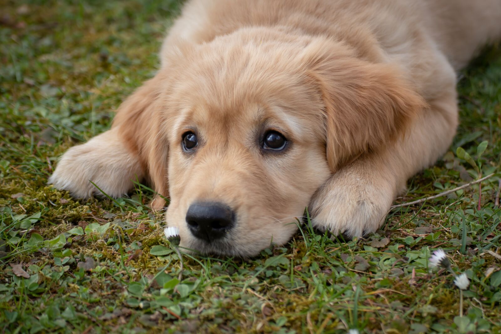 Canon EOS 200D (EOS Rebel SL2 / EOS Kiss X9) sample photo. Dog, puppy, golden retriver photography