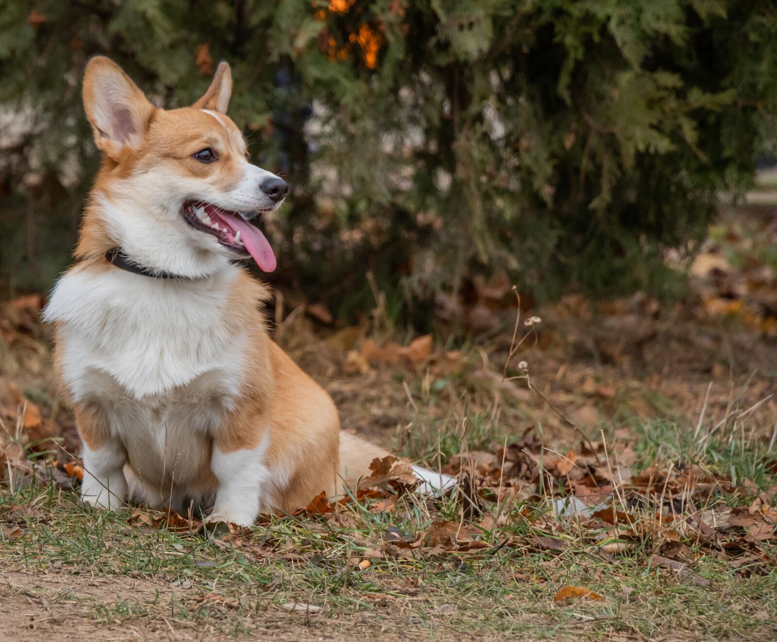 Canon EF-S 18-135mm F3.5-5.6 IS USM sample photo. Corgi, sitting, waiting photography