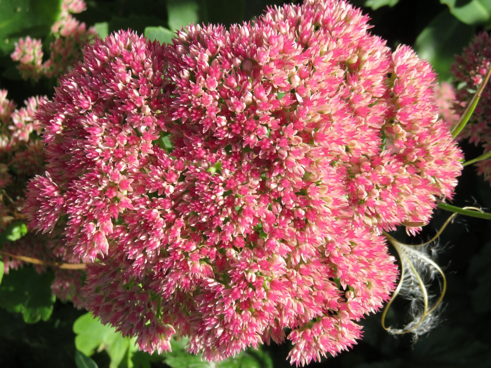 Canon PowerShot SX710 HS sample photo. Switzerland, flowers, beauty photography