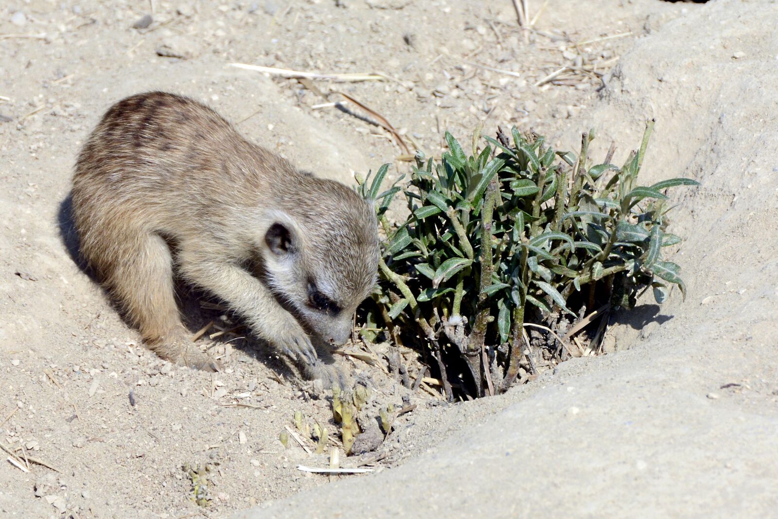 Nikon D7100 sample photo. Meerkat, animal, small animal photography