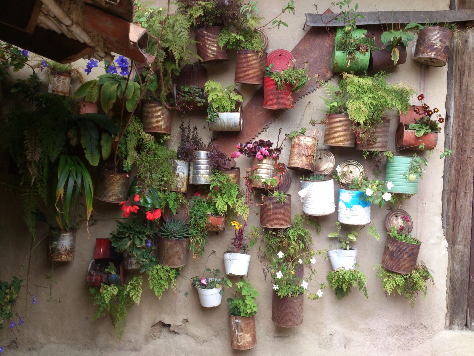 Sony Ericsson Xperia S sample photo. Aleros, venezuela, plants photography
