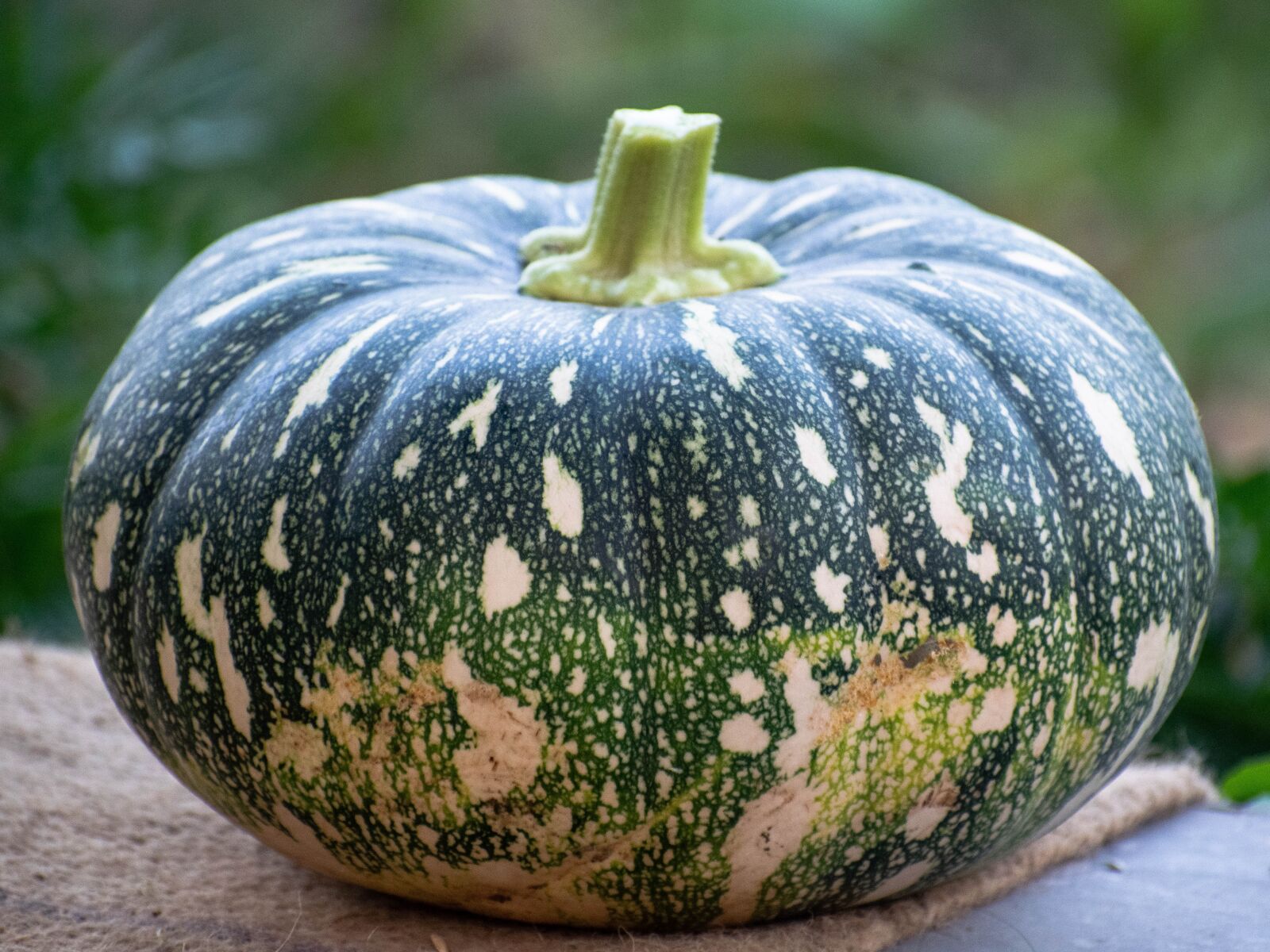 Nikon D3300 sample photo. Pumpkin, unripe, halloween photography