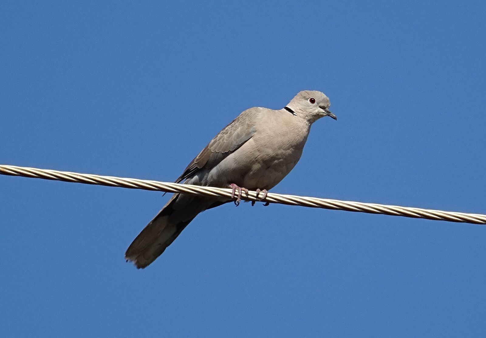 Sony DSC-HX60V sample photo. Bird, dove, eurasian collared photography