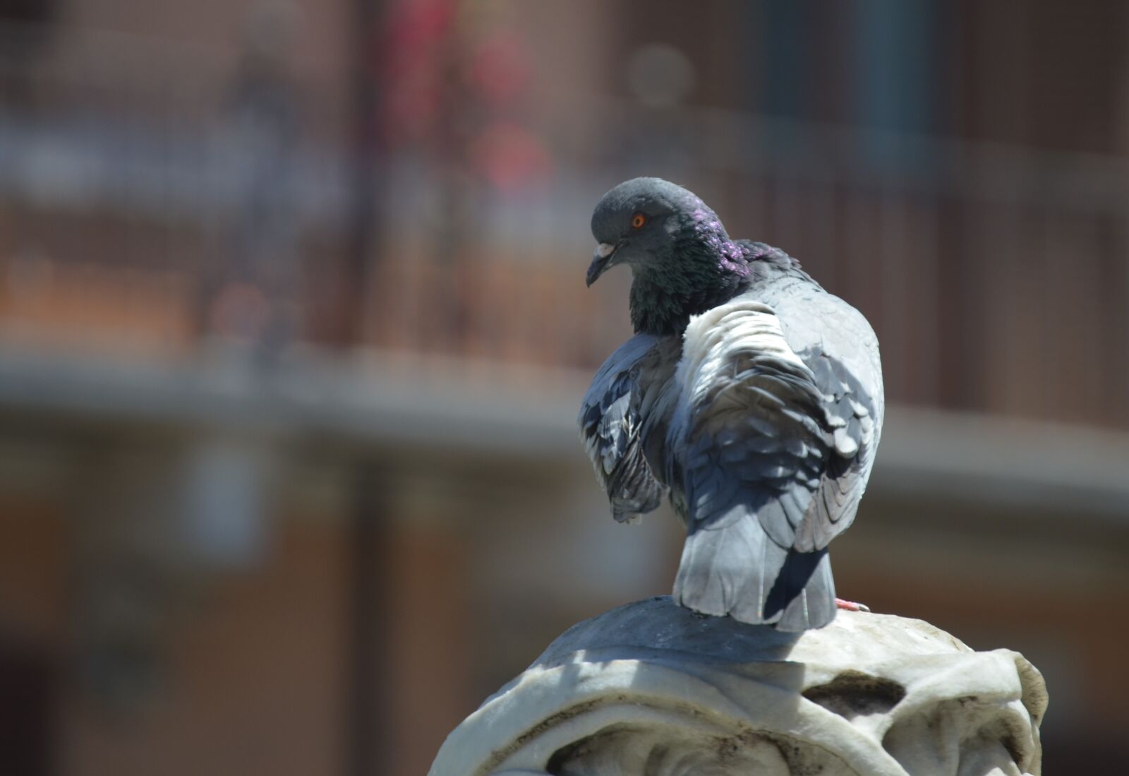 Nikon D5100 sample photo. Pigeon, bird, city photography