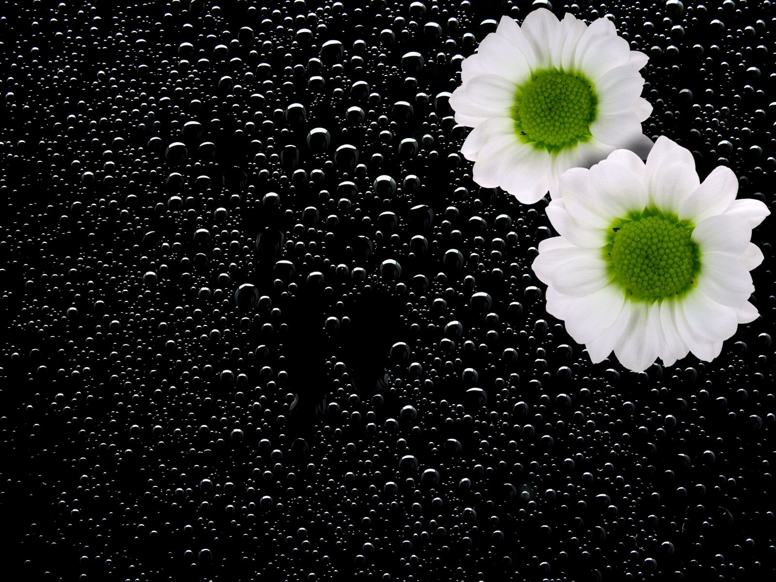 Nikon Coolpix P900 sample photo. Blossom, bloom, flower photography