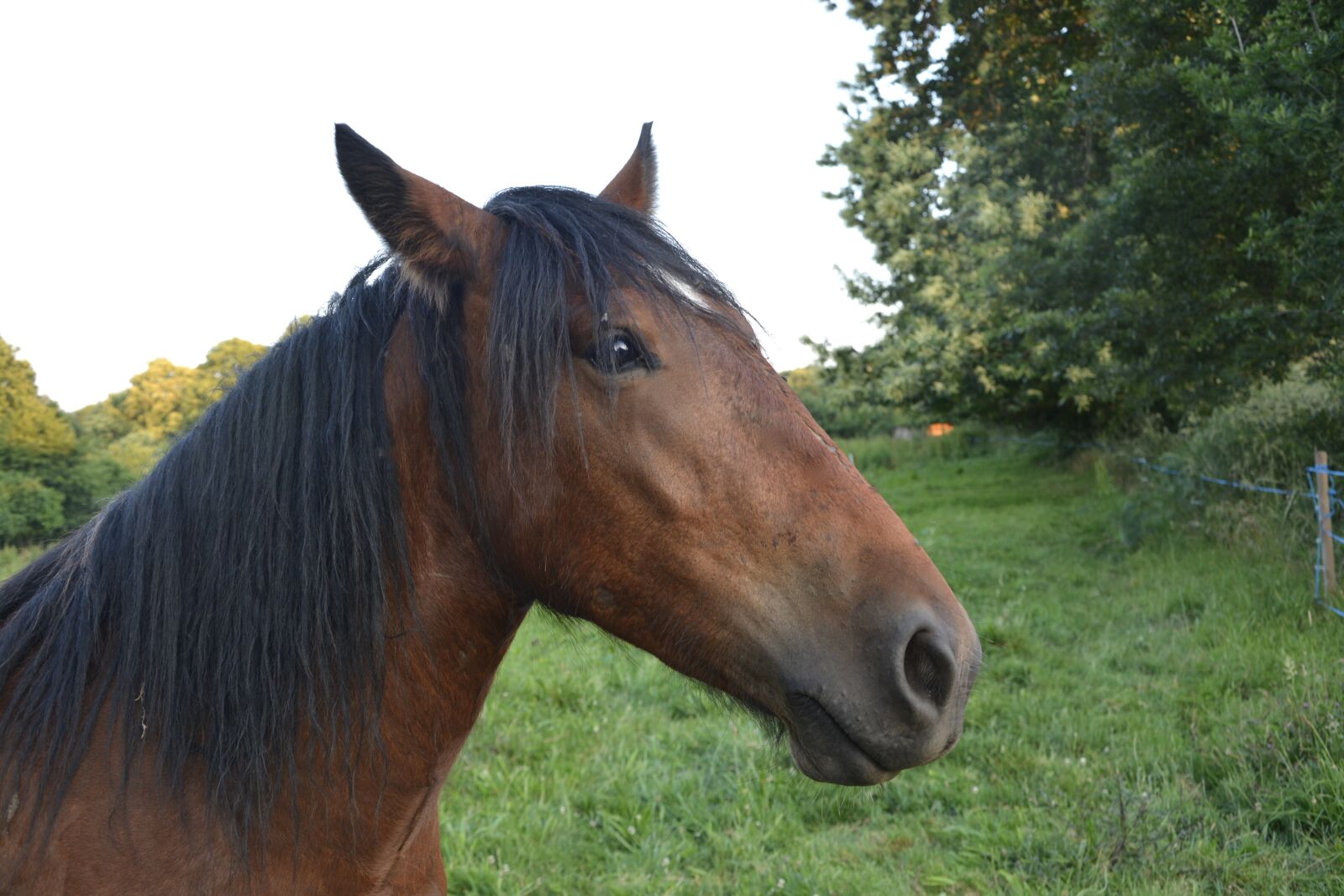 Nikon D5200 sample photo. Horse, head, equines photography