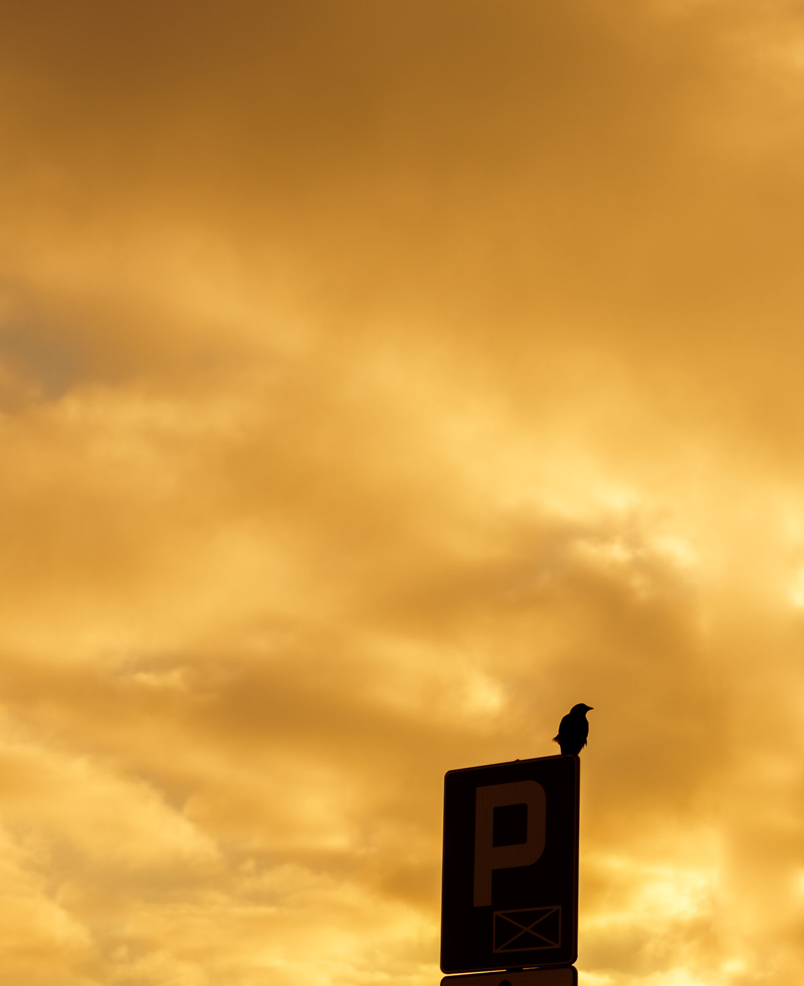 Sony a6000 + Sigma 30mm F2.8 EX DN sample photo. Bird, clouds, minimalism, sky photography