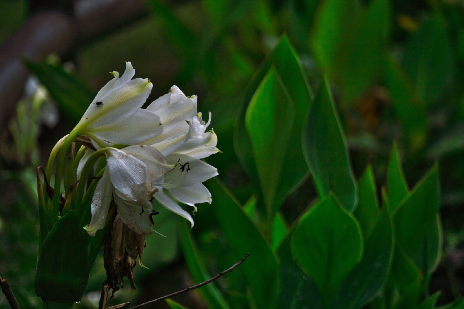 Nikon D3200 sample photo. Costa rica, plant, flower photography