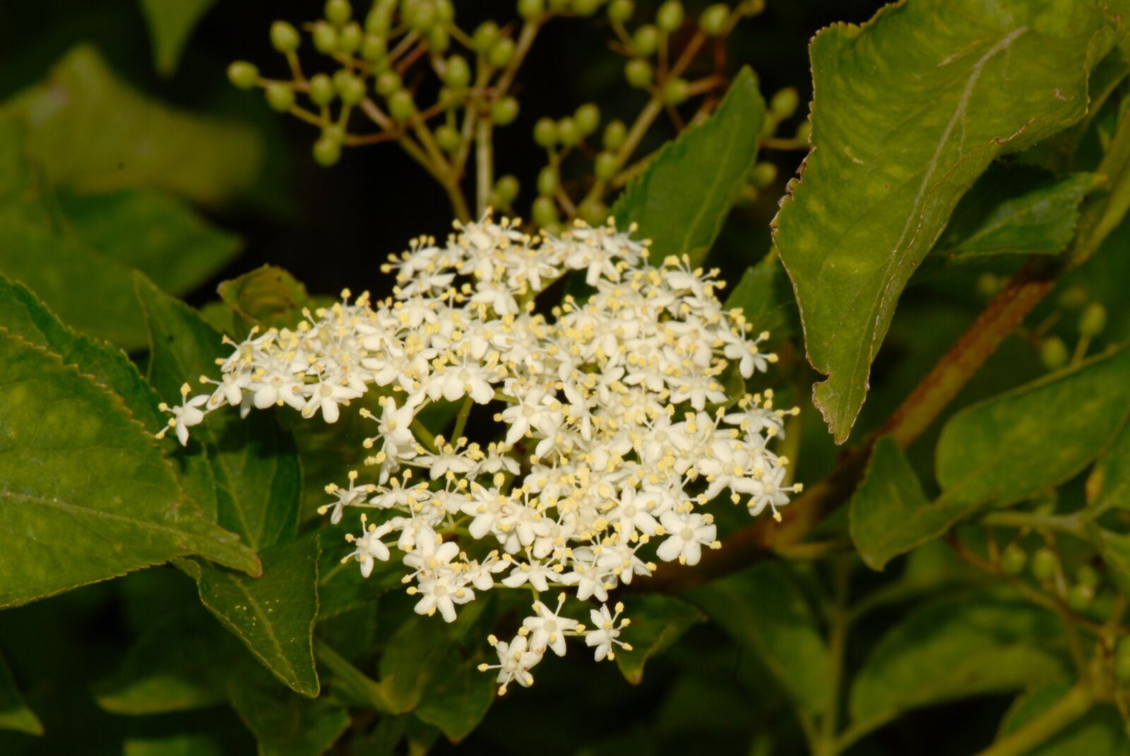 Nikon D200 sample photo. Elder, holler, holder photography
