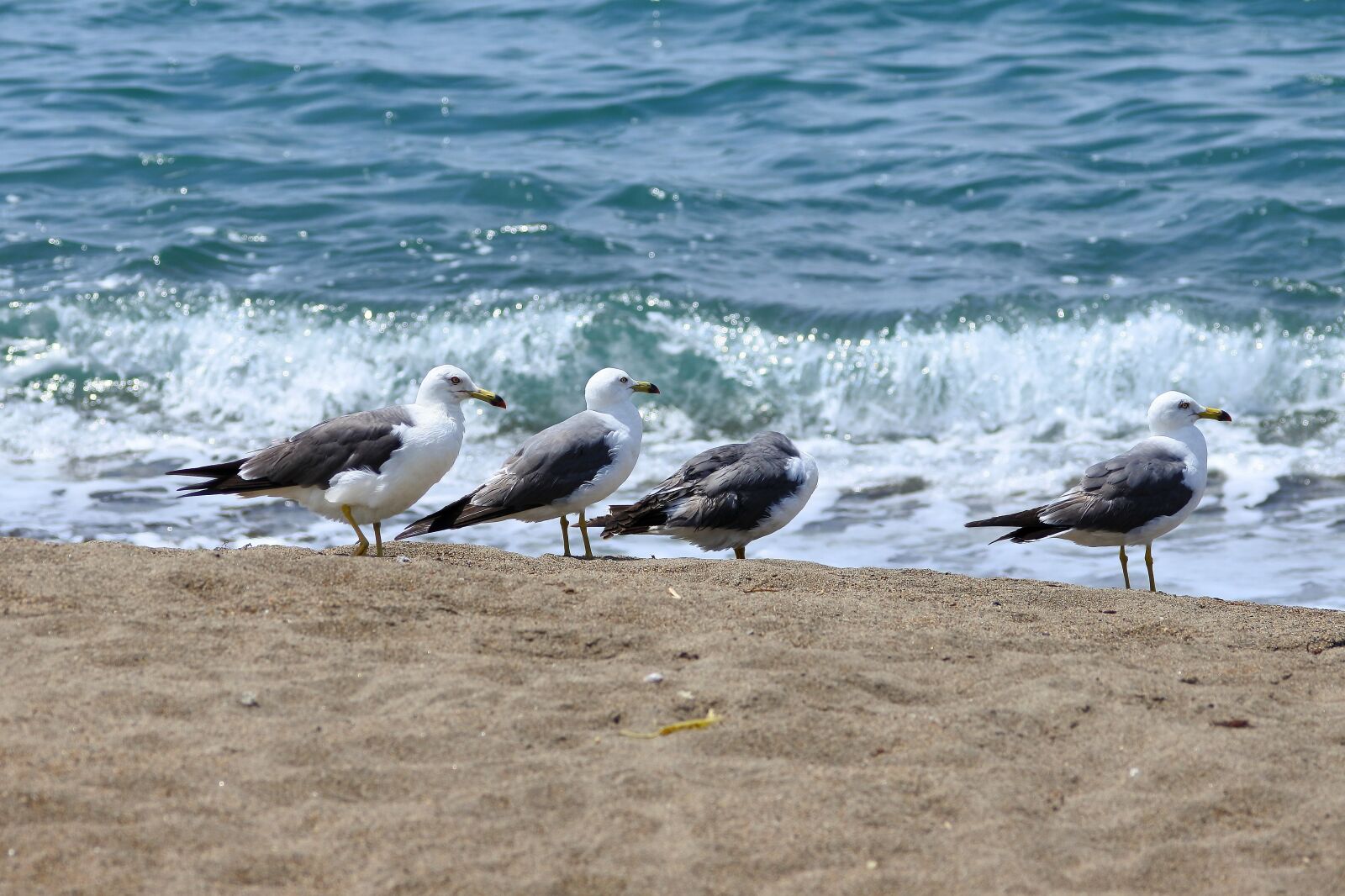 Nikon 1 J5 + VR 55-200mm f/4-5.6G sample photo. Animal, sea, beach photography