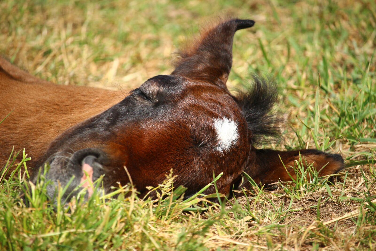 Canon EOS 100D (EOS Rebel SL1 / EOS Kiss X7) sample photo. Foal, horse, suckling photography