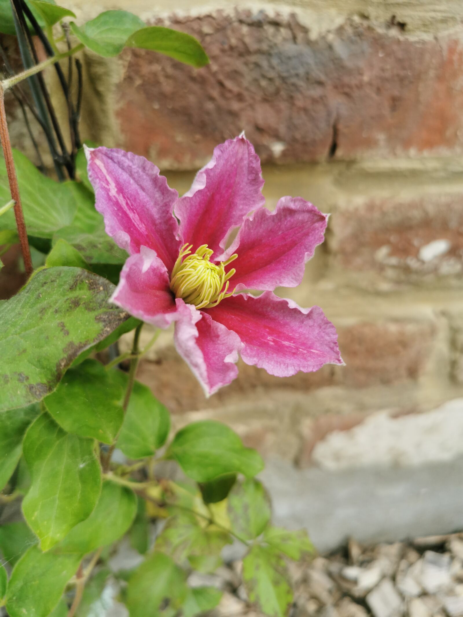 HUAWEI P30 sample photo. Clématite, fleur, nature photography