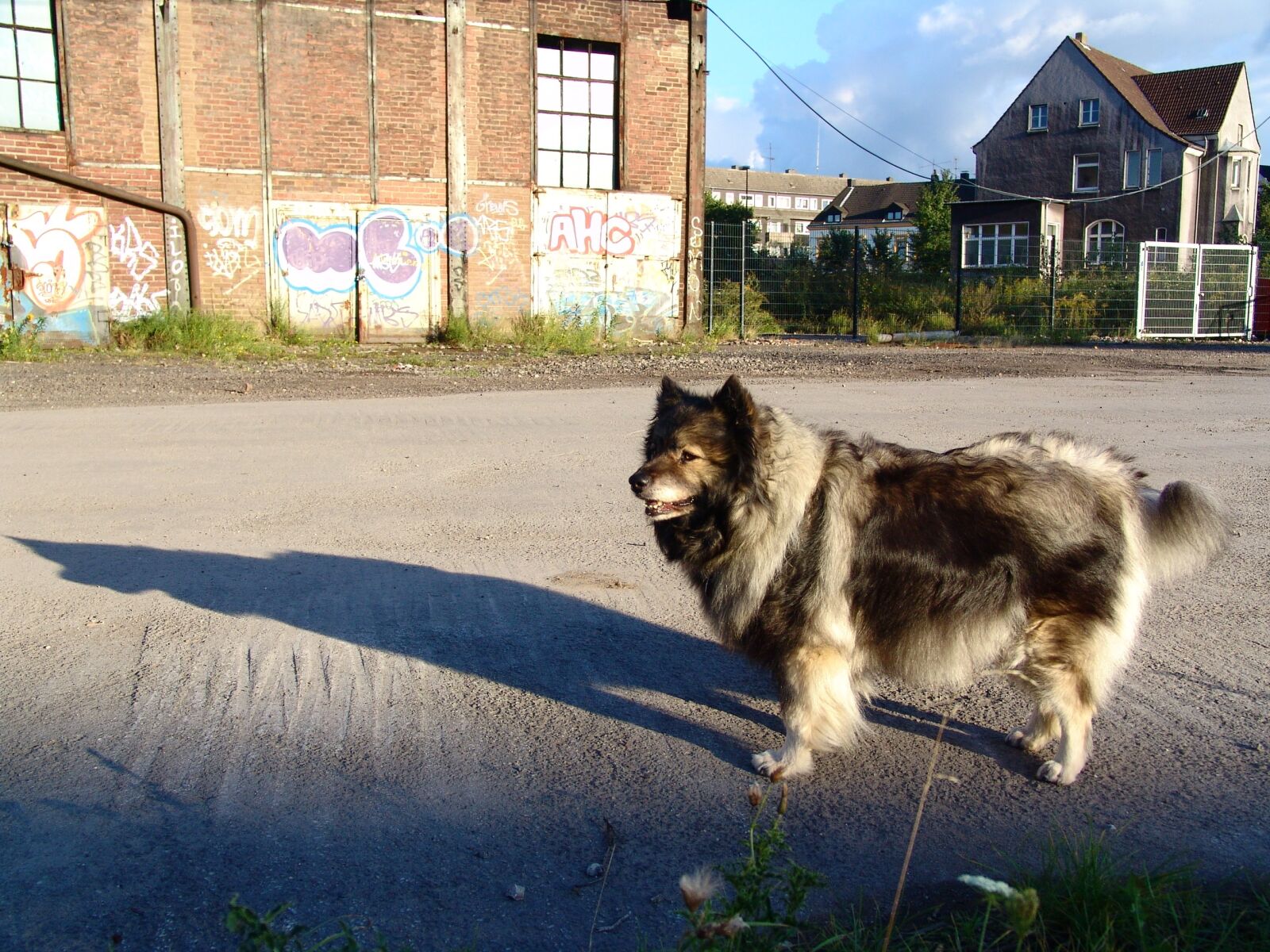 Sony DSC-F828 sample photo. Keeshond, pointed, dog breed photography