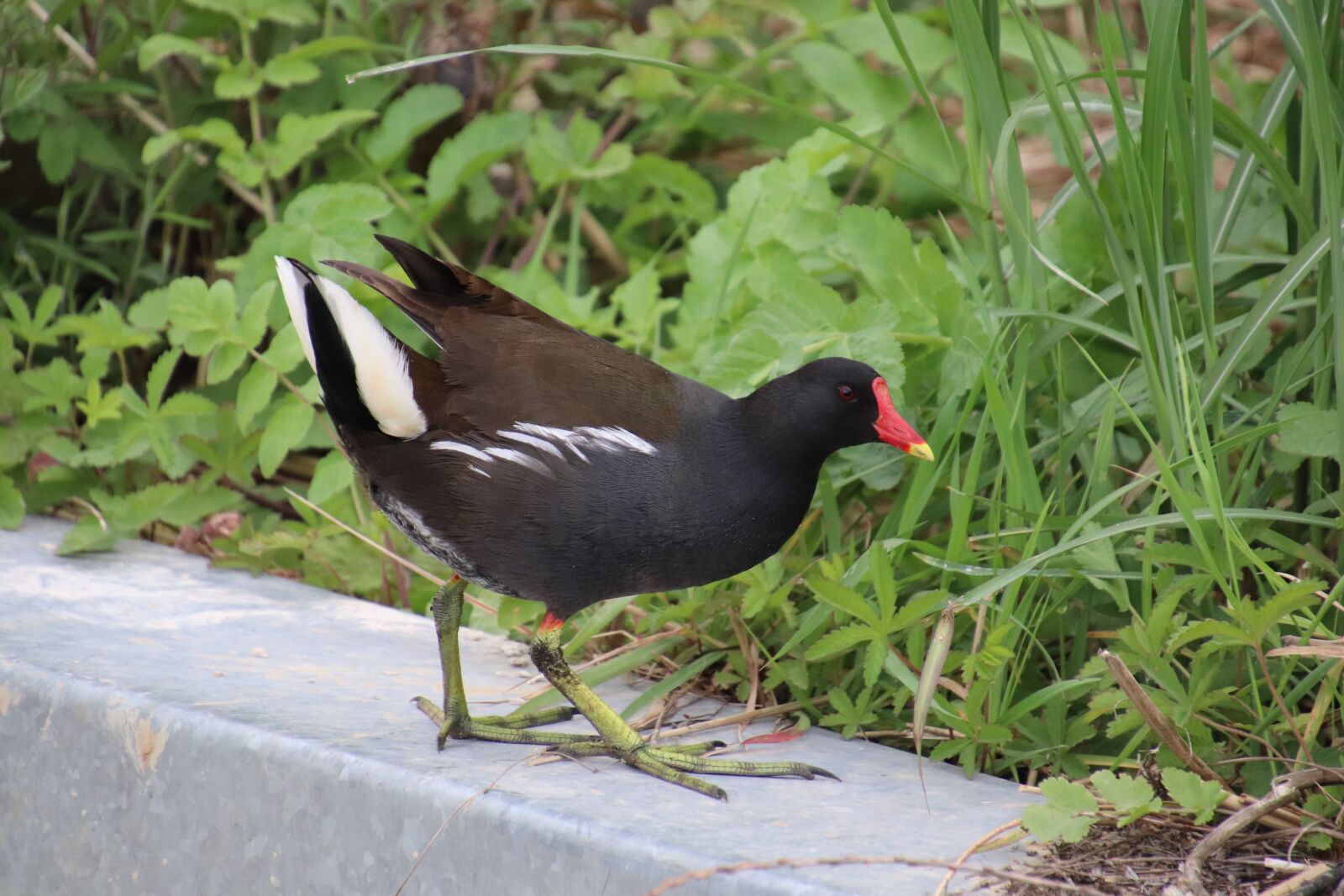 Canon EOS 800D (EOS Rebel T7i / EOS Kiss X9i) sample photo. Moorhen, gallinacées, birds photography