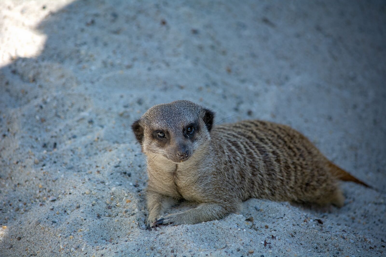Nikon D7100 sample photo. Meerkat, animal, mammal photography