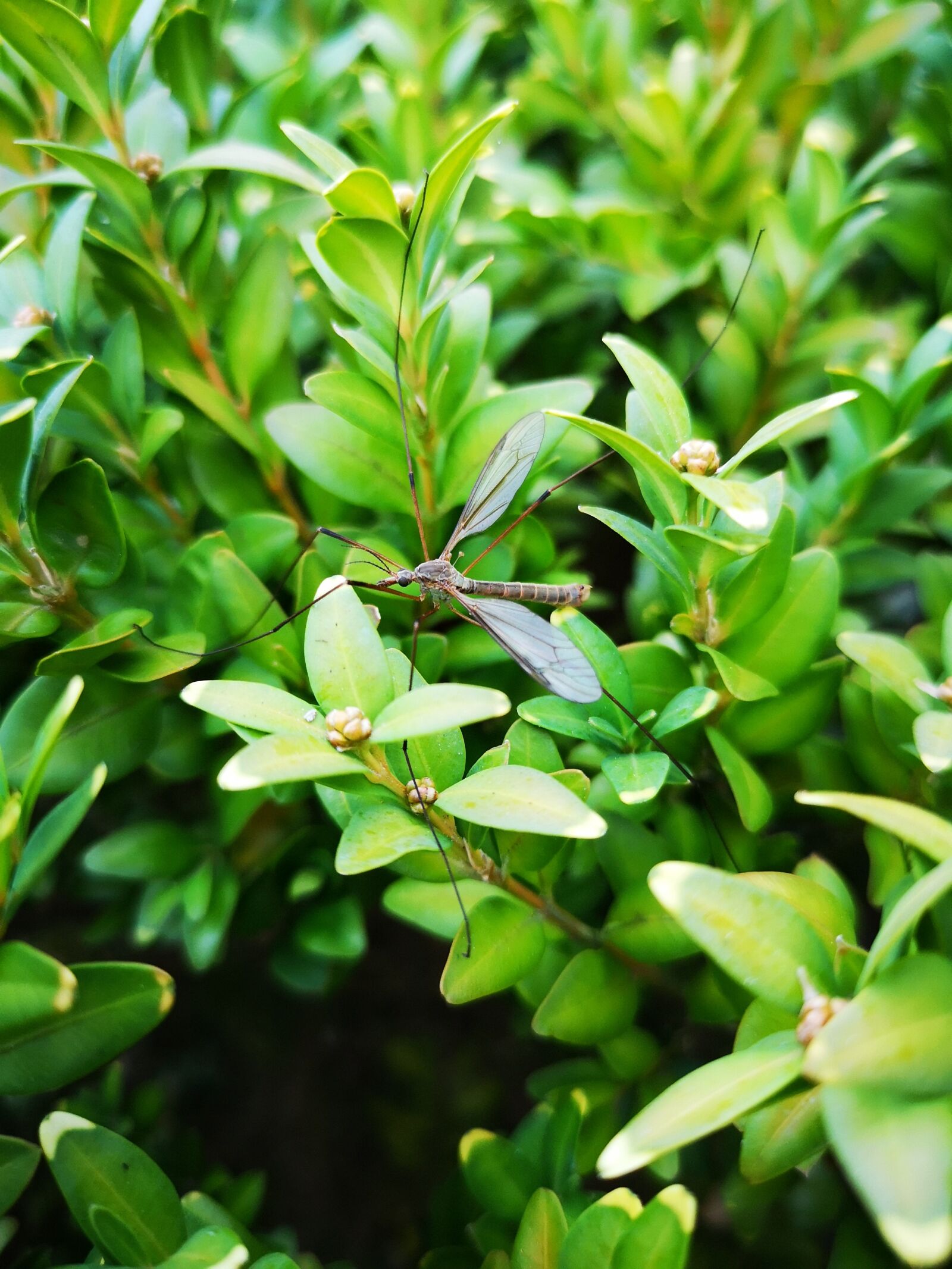 HUAWEI CLT-L29 sample photo. Green, nature, bug photography