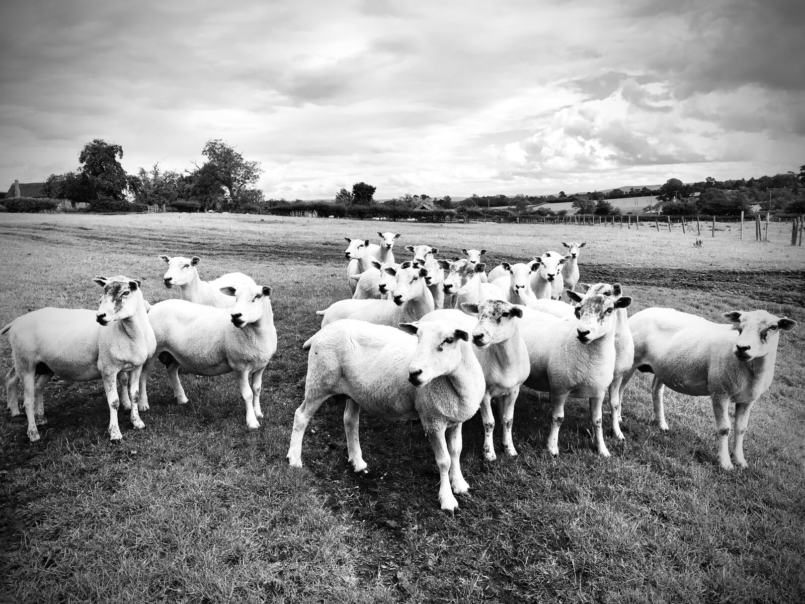 iPhone 7 Plus back dual camera 3.99mm f/1.8 sample photo. Sheep, field, flock photography