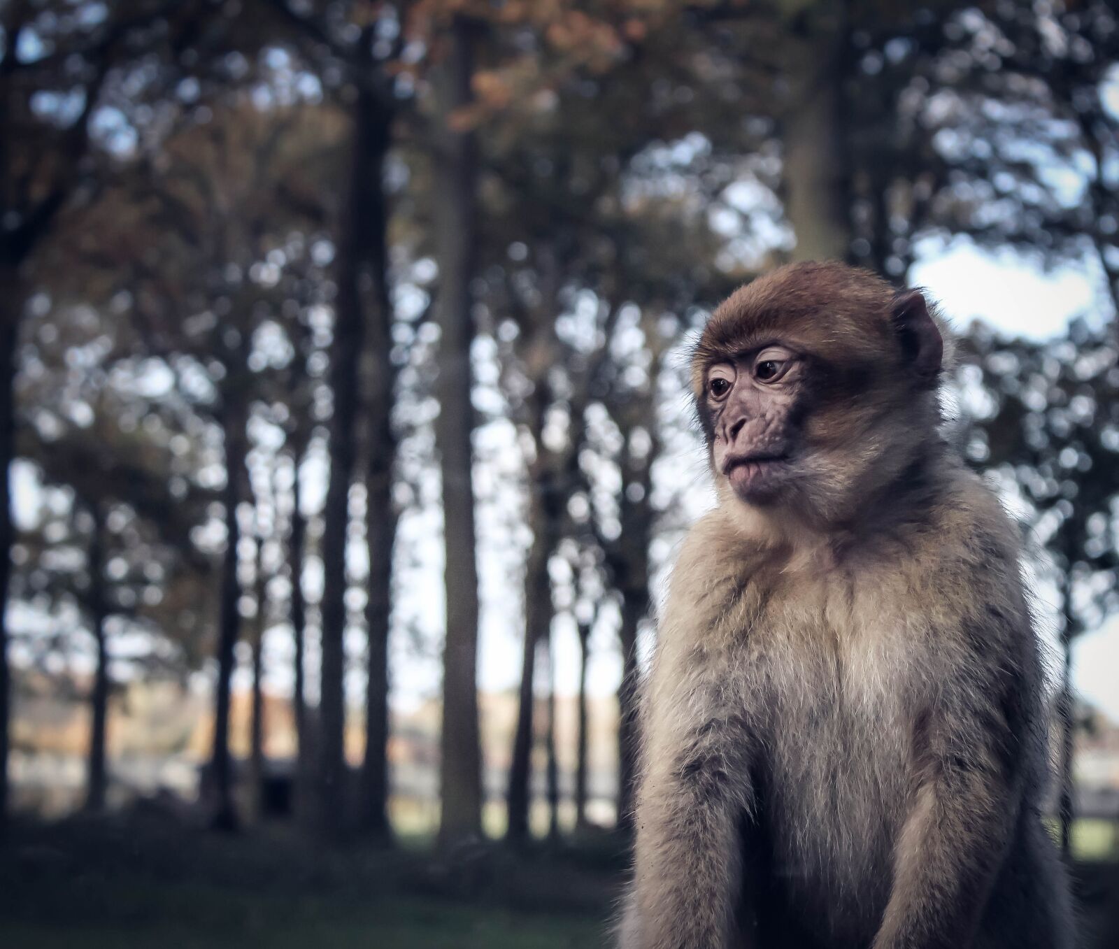 Canon EOS 1300D (EOS Rebel T6 / EOS Kiss X80) sample photo. Monkey, sad, zoo photography