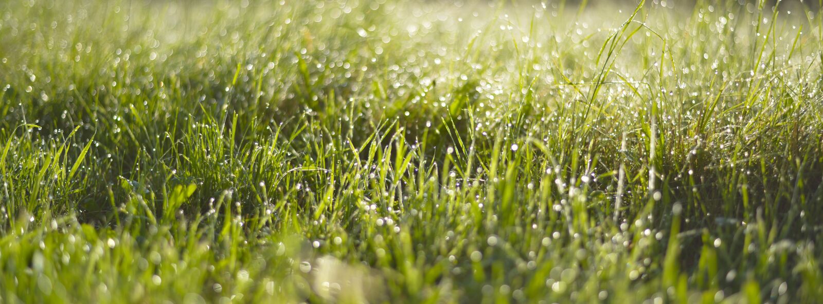 Nikon D800 sample photo. Grass, bokeh, nature photography