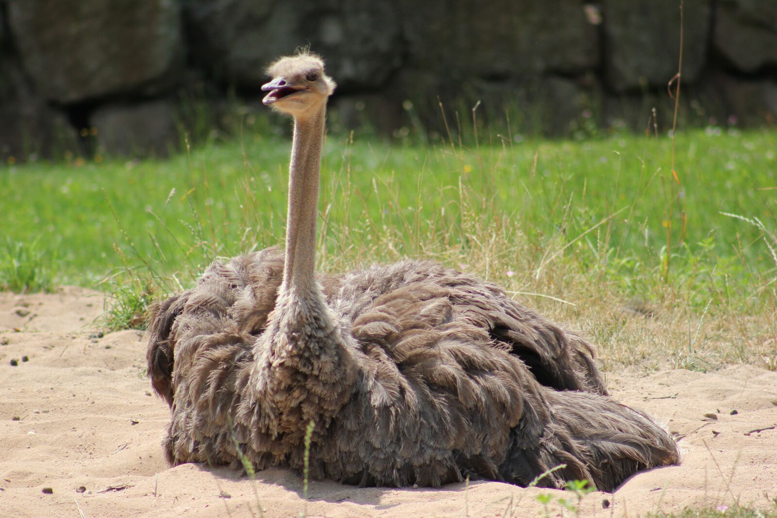 Canon EOS 550D (EOS Rebel T2i / EOS Kiss X4) sample photo. Strauss, bird, zoo photography