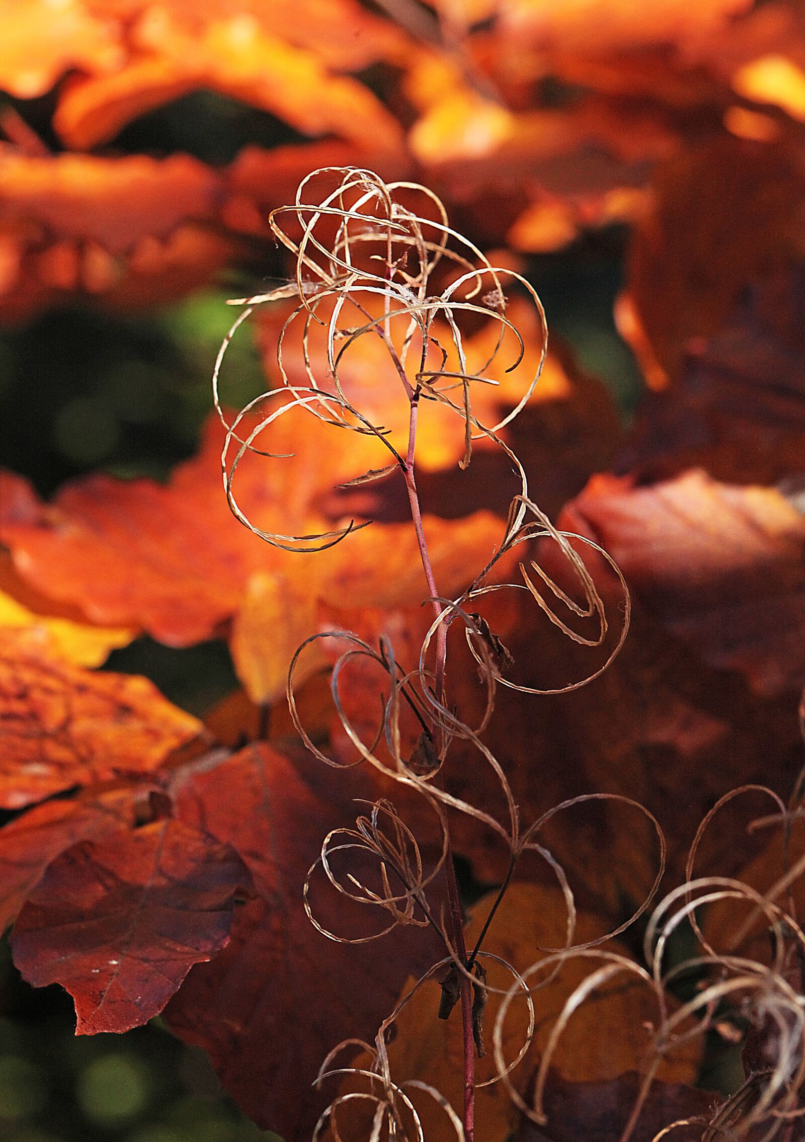 Canon EOS 5D Mark II sample photo. Composition, autumn, decoration photography