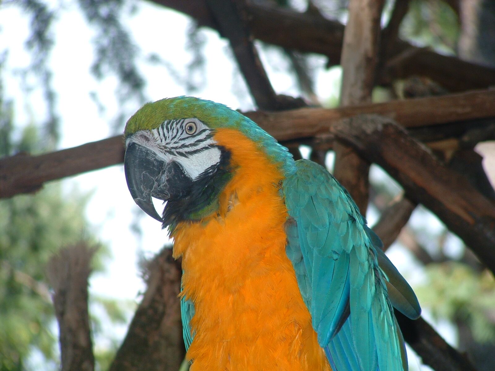 Fujifilm FinePix S304 sample photo. Colorful parrot, bird, zoo photography