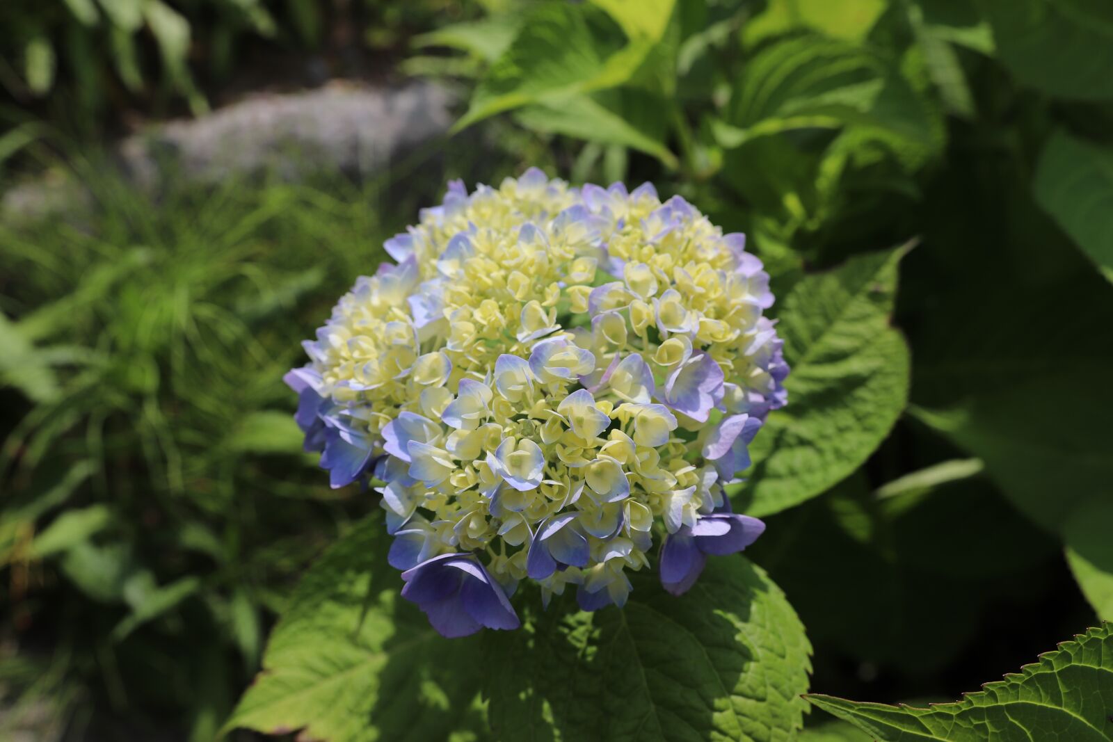 Canon 18-35mm F1.8 DC HSM | Art 013 sample photo. Nature, flowers, hydrangea photography