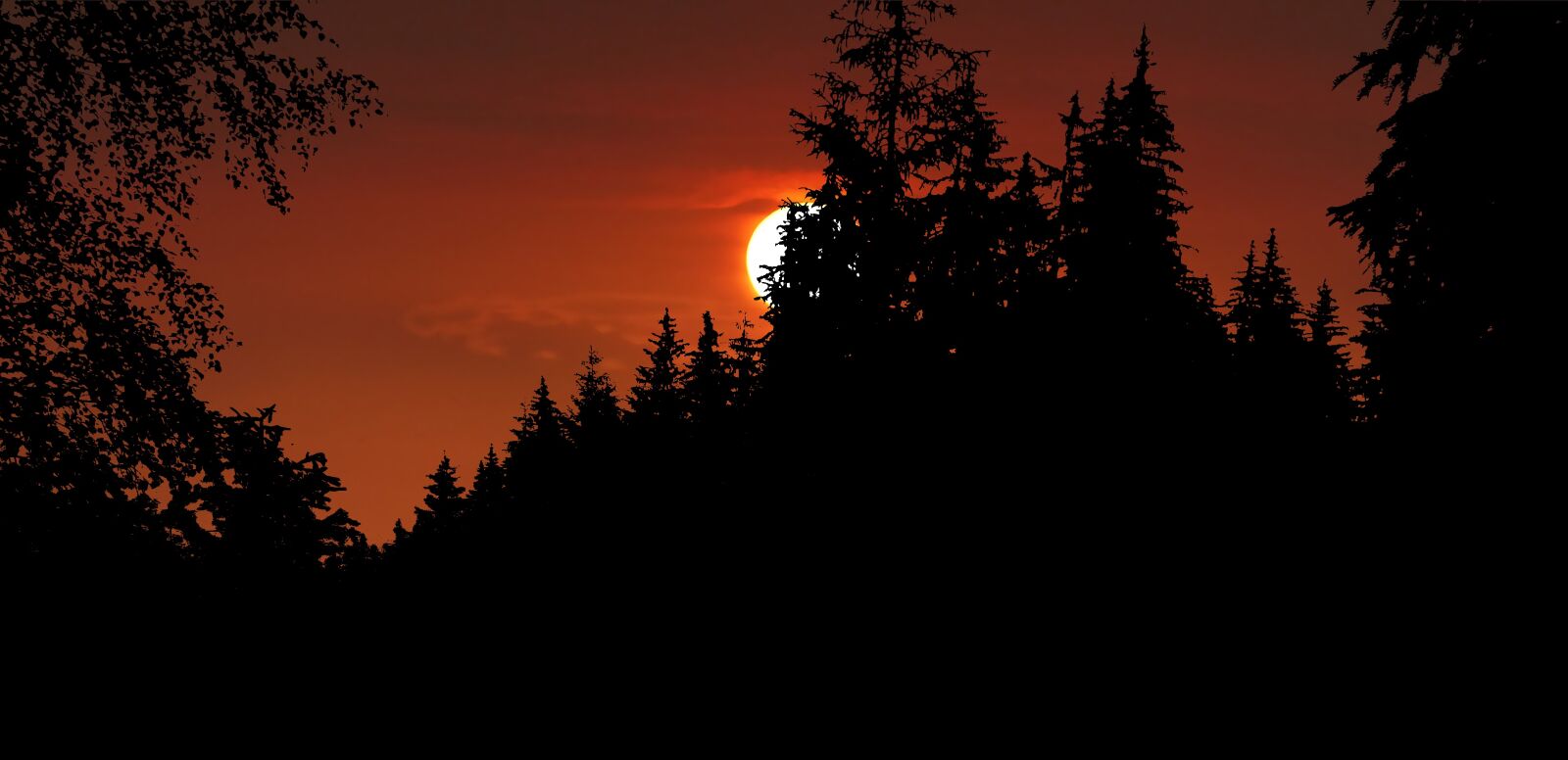 Panasonic Lumix DMC-FZ200 sample photo. Sunset, forest, fir photography